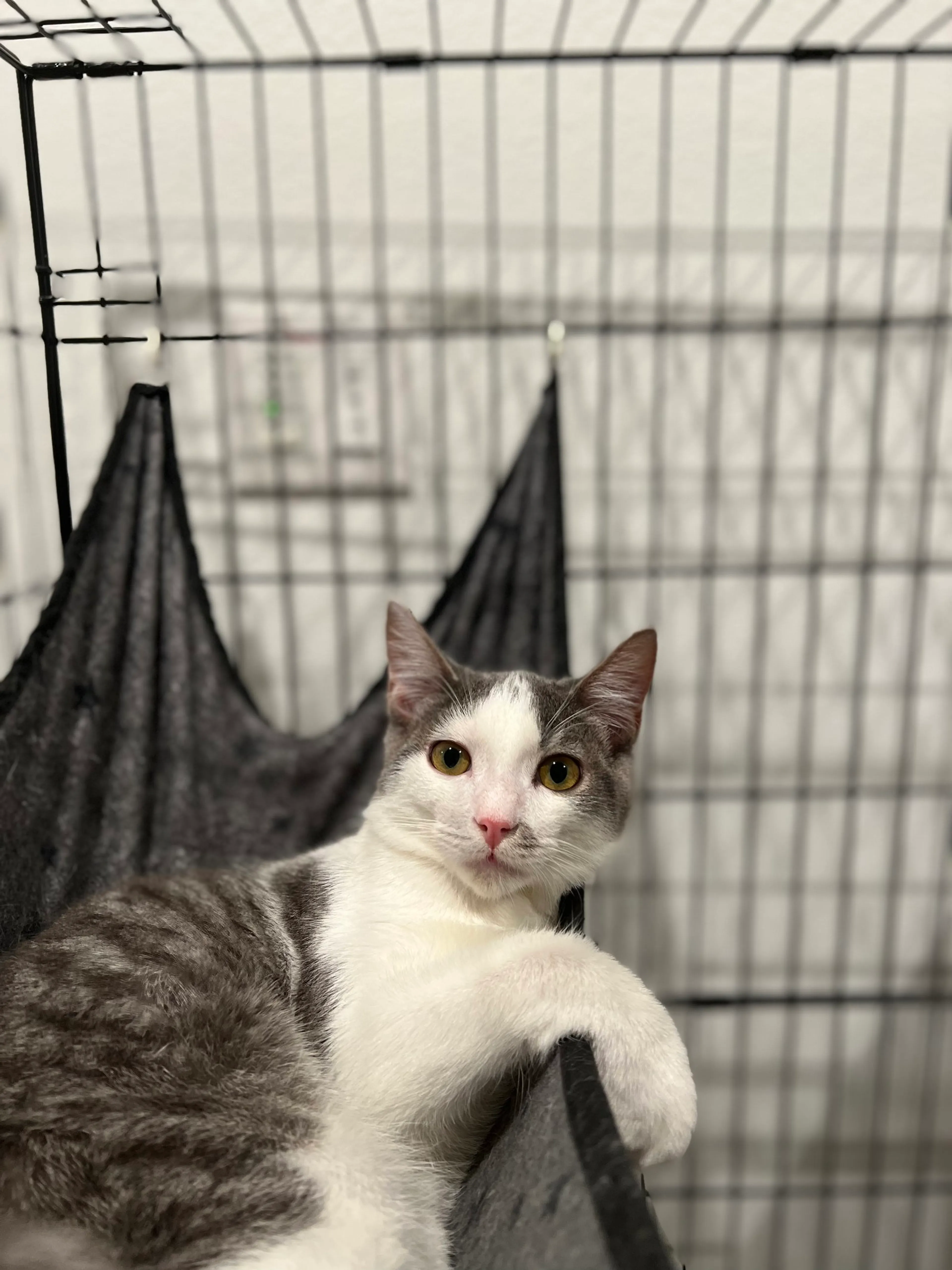 Found pet-3