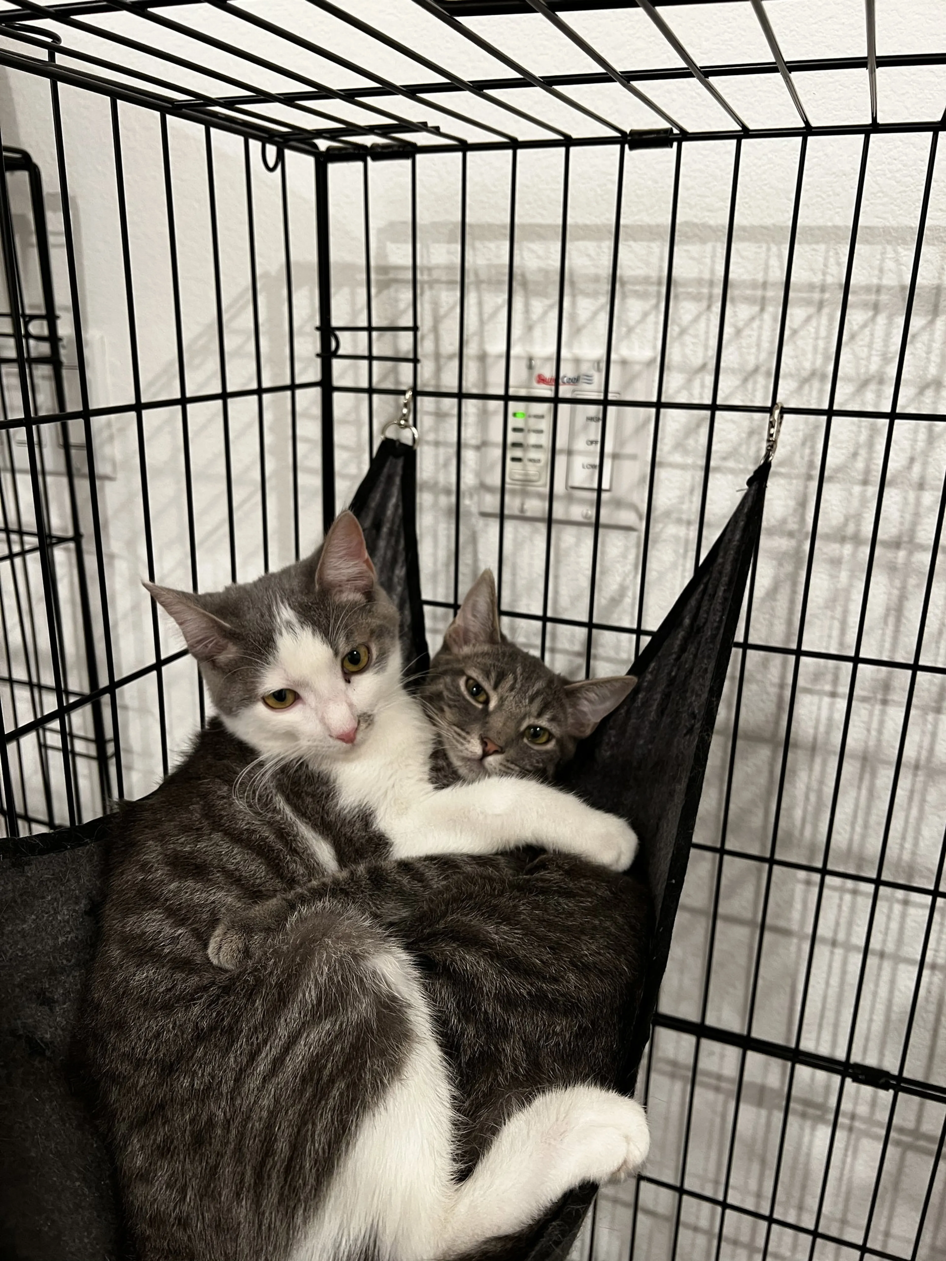 Found pet-4