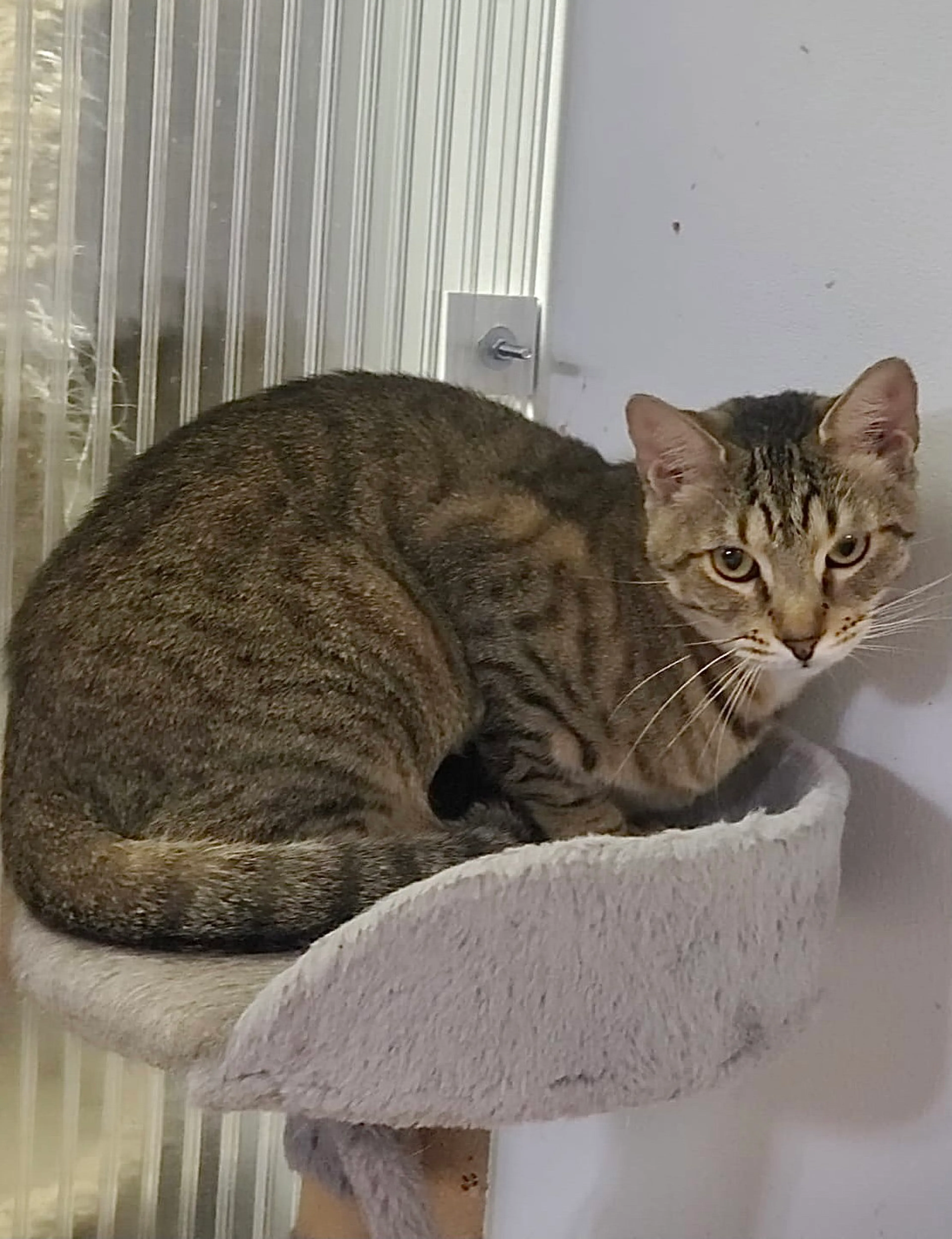 Found pet-1