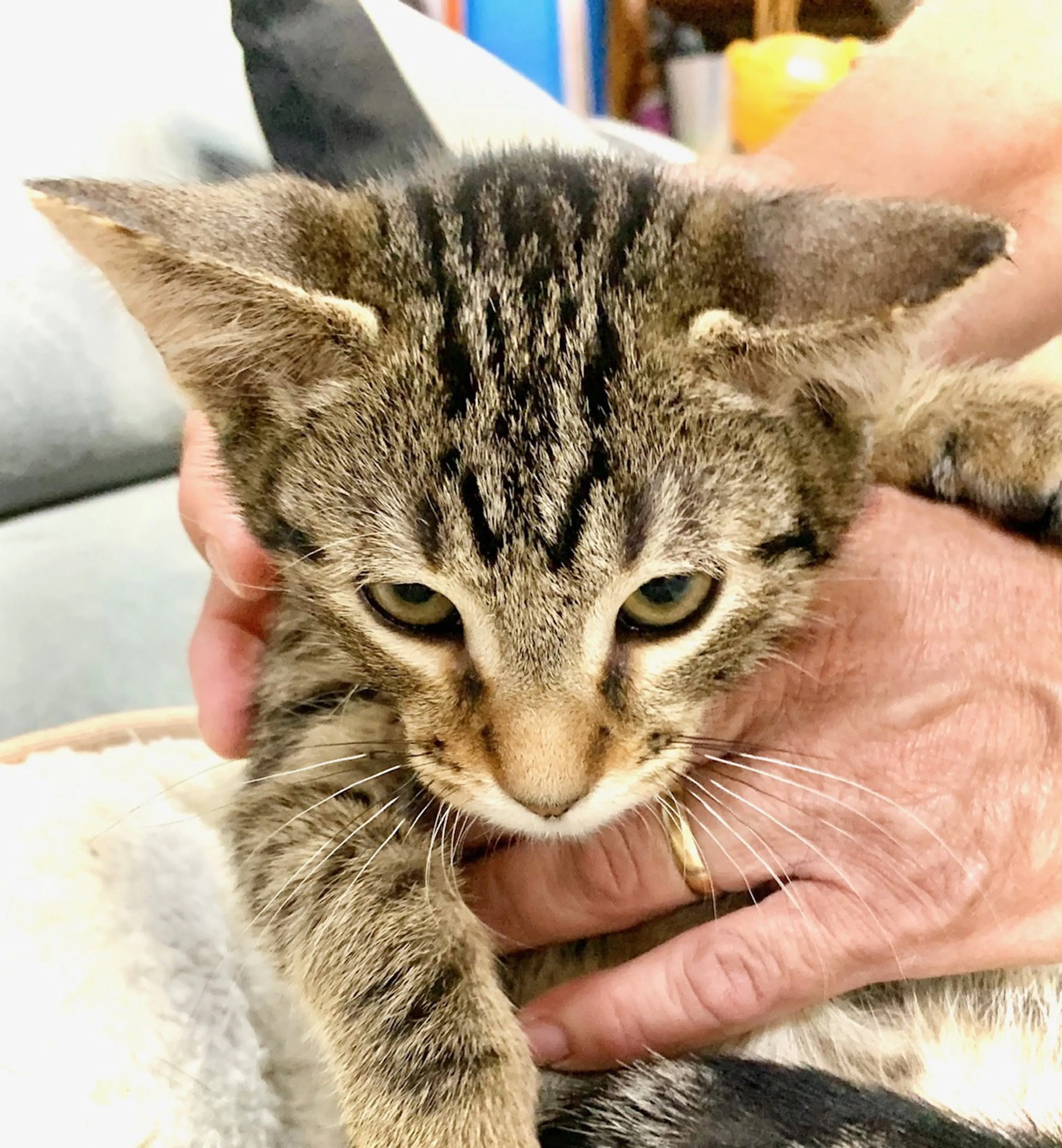 Found pet-5