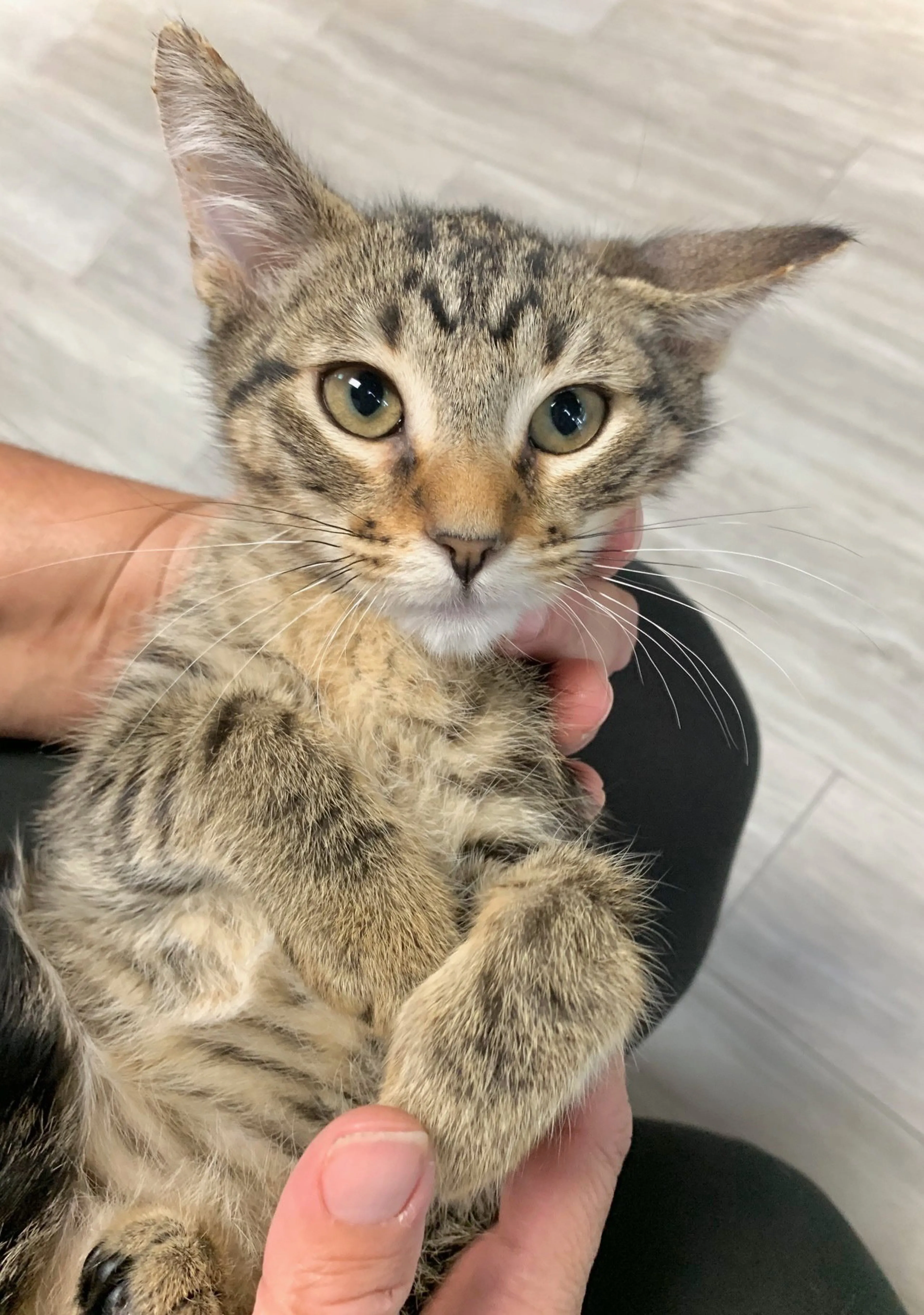 Found pet-4