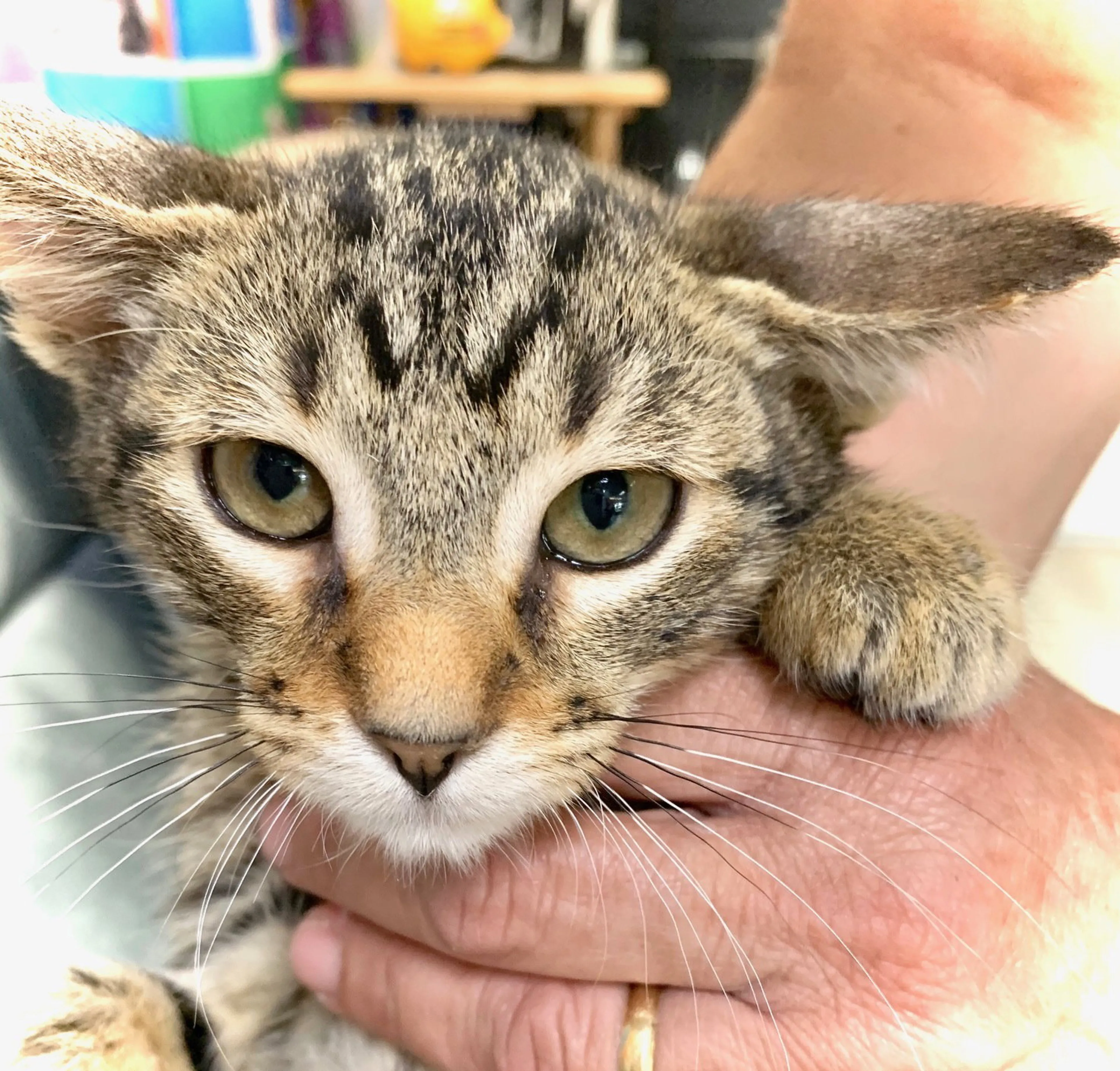 Found pet-2