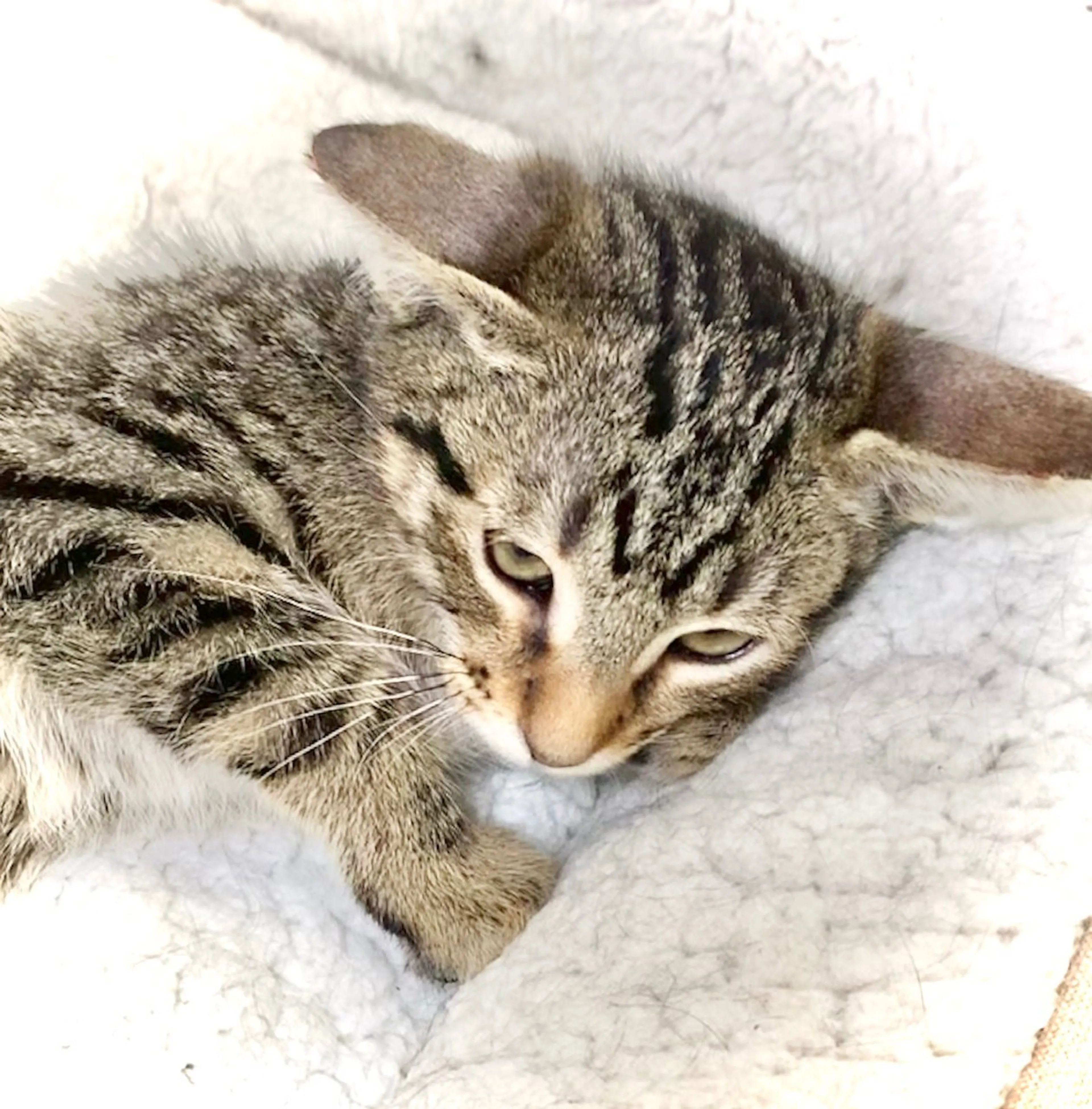 Found pet-1