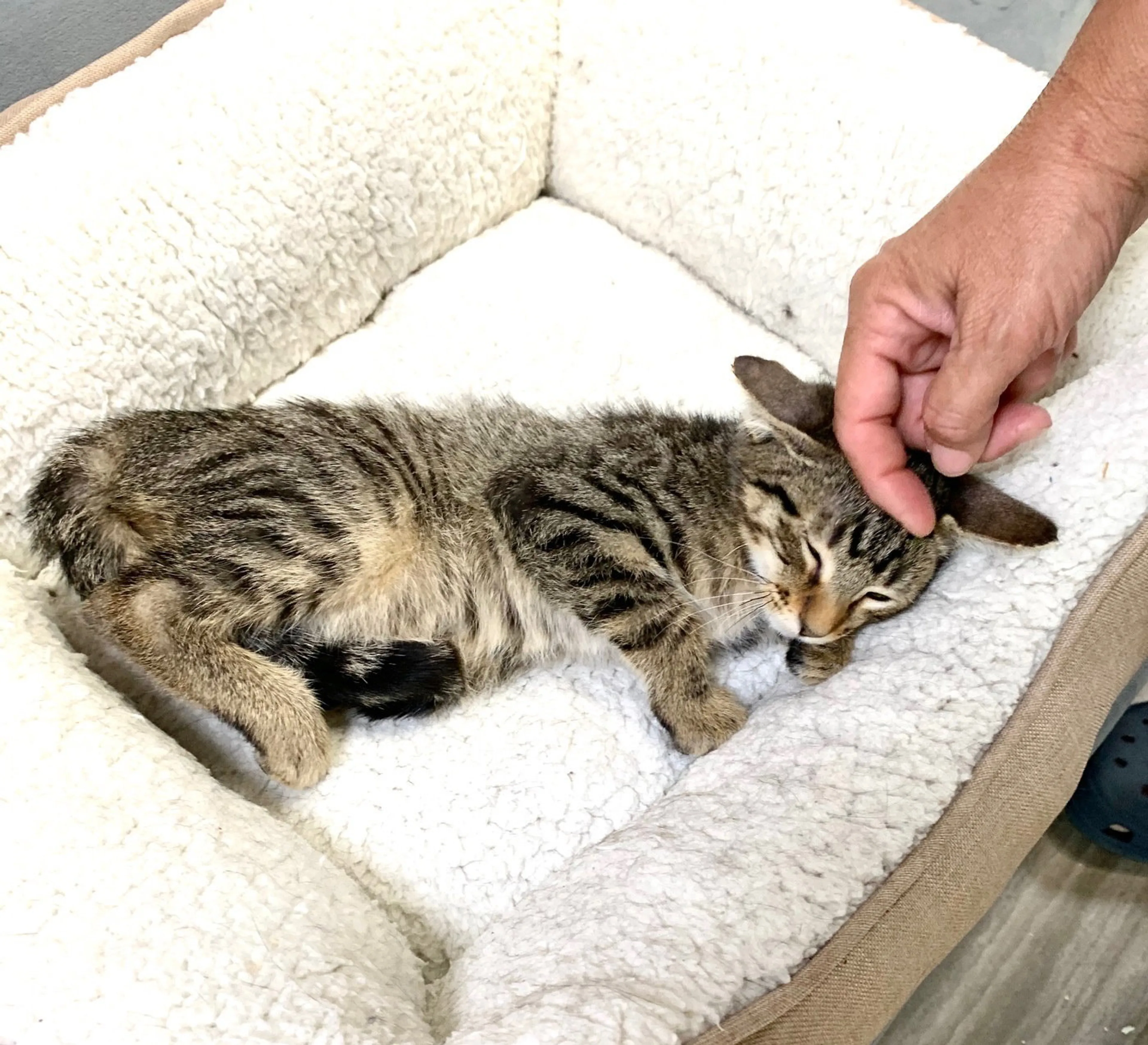 Found pet-0