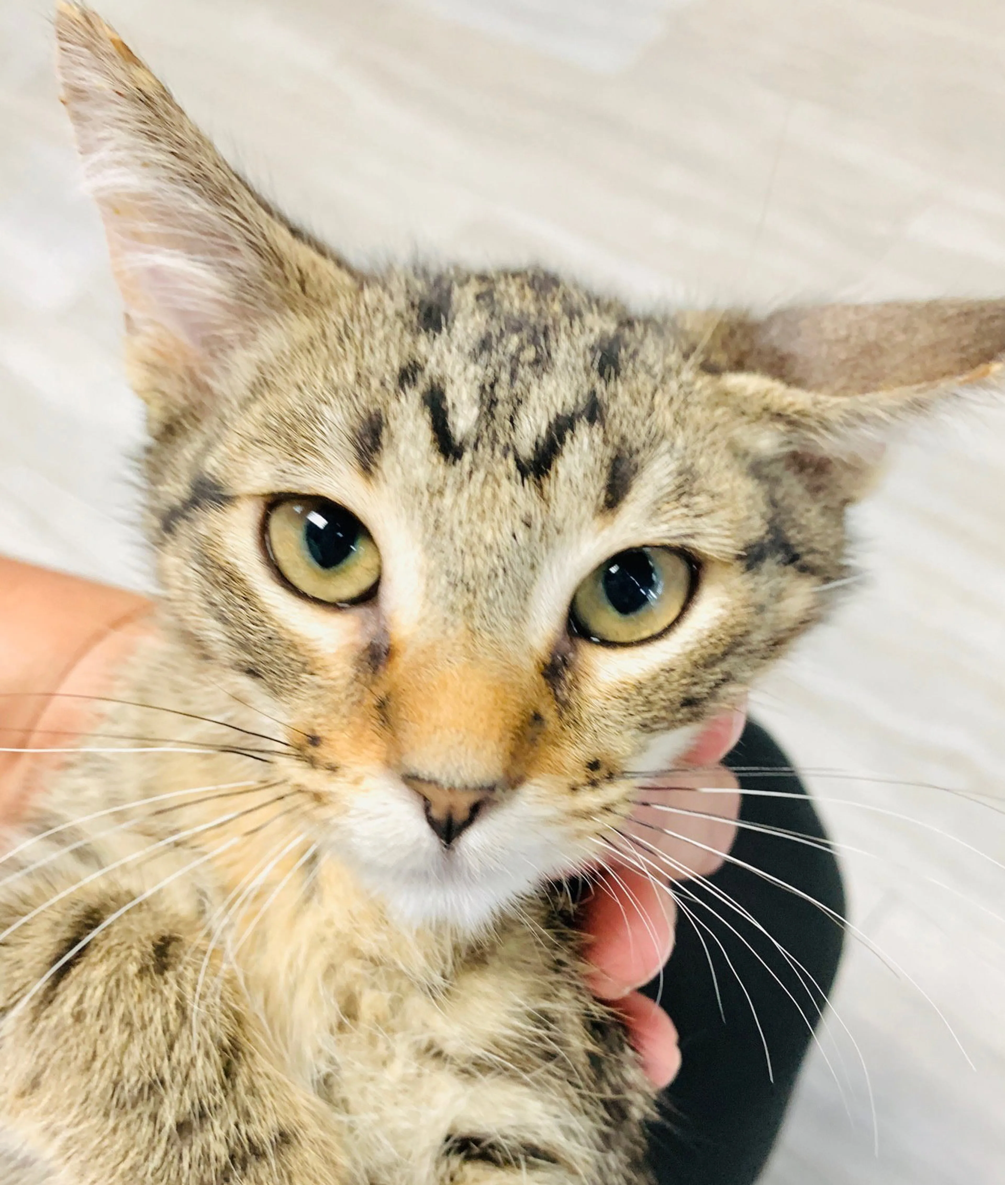 Found pet-3