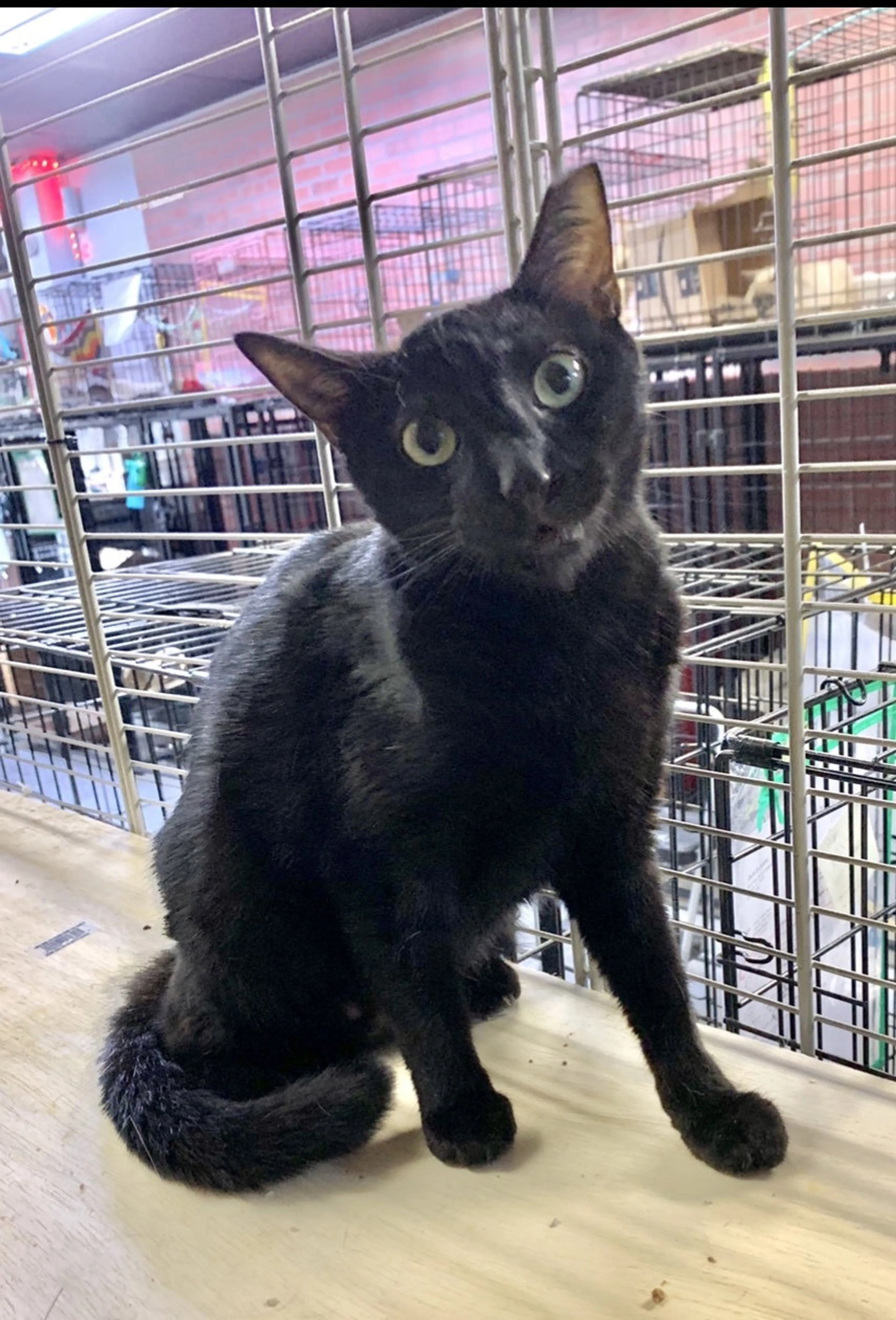 Found pet-1