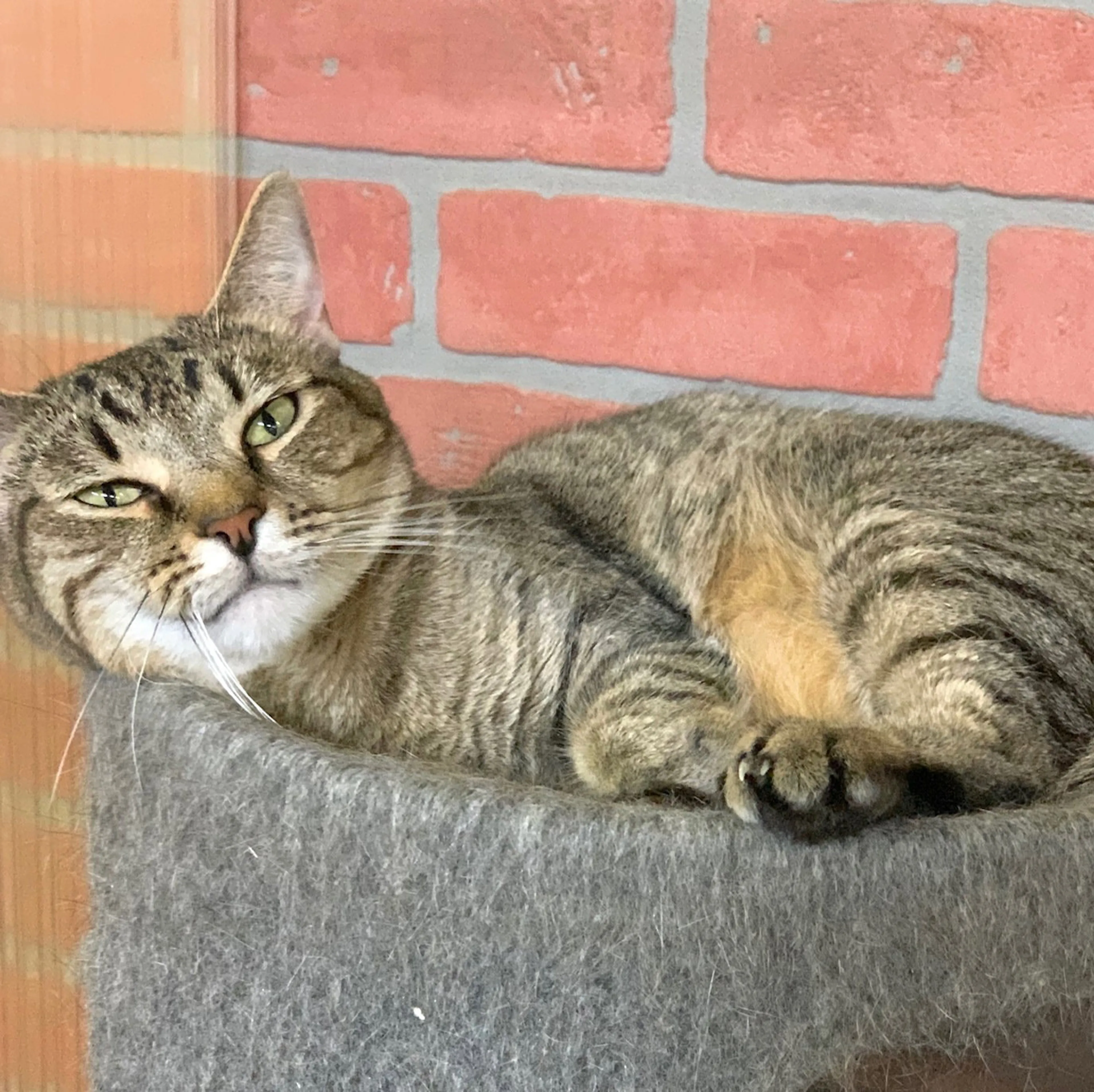 Found pet-1