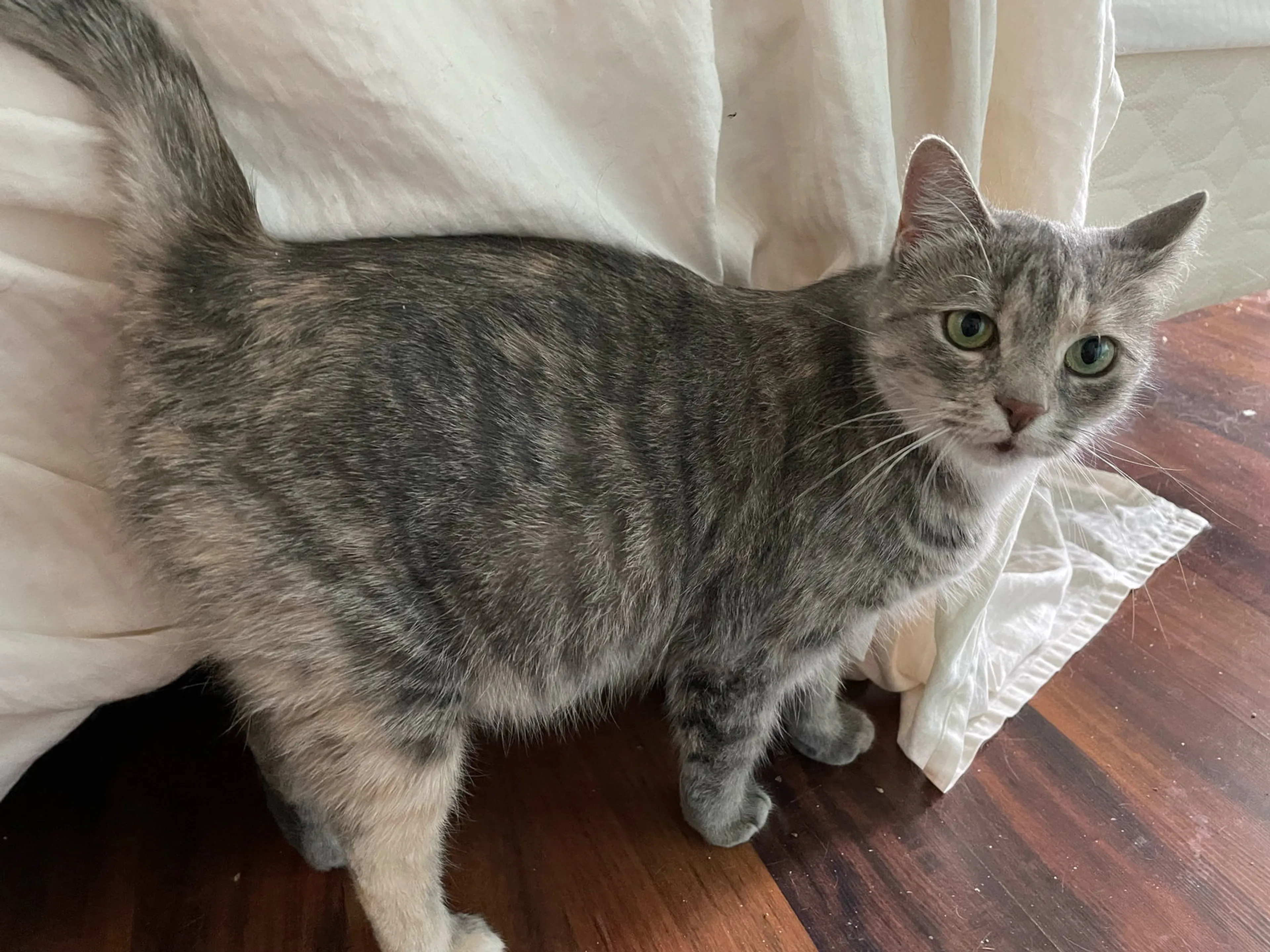 Found pet-0