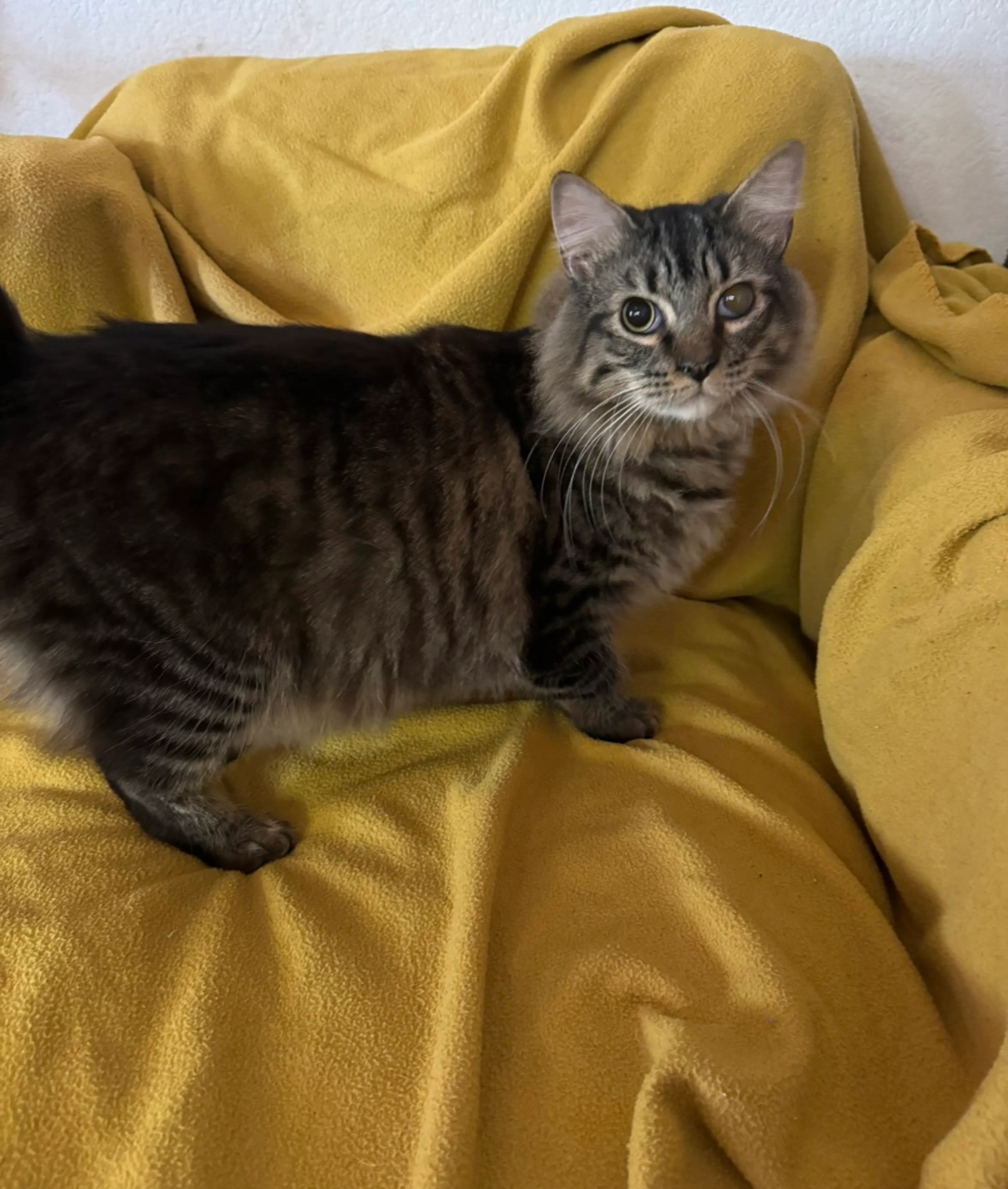 Found pet