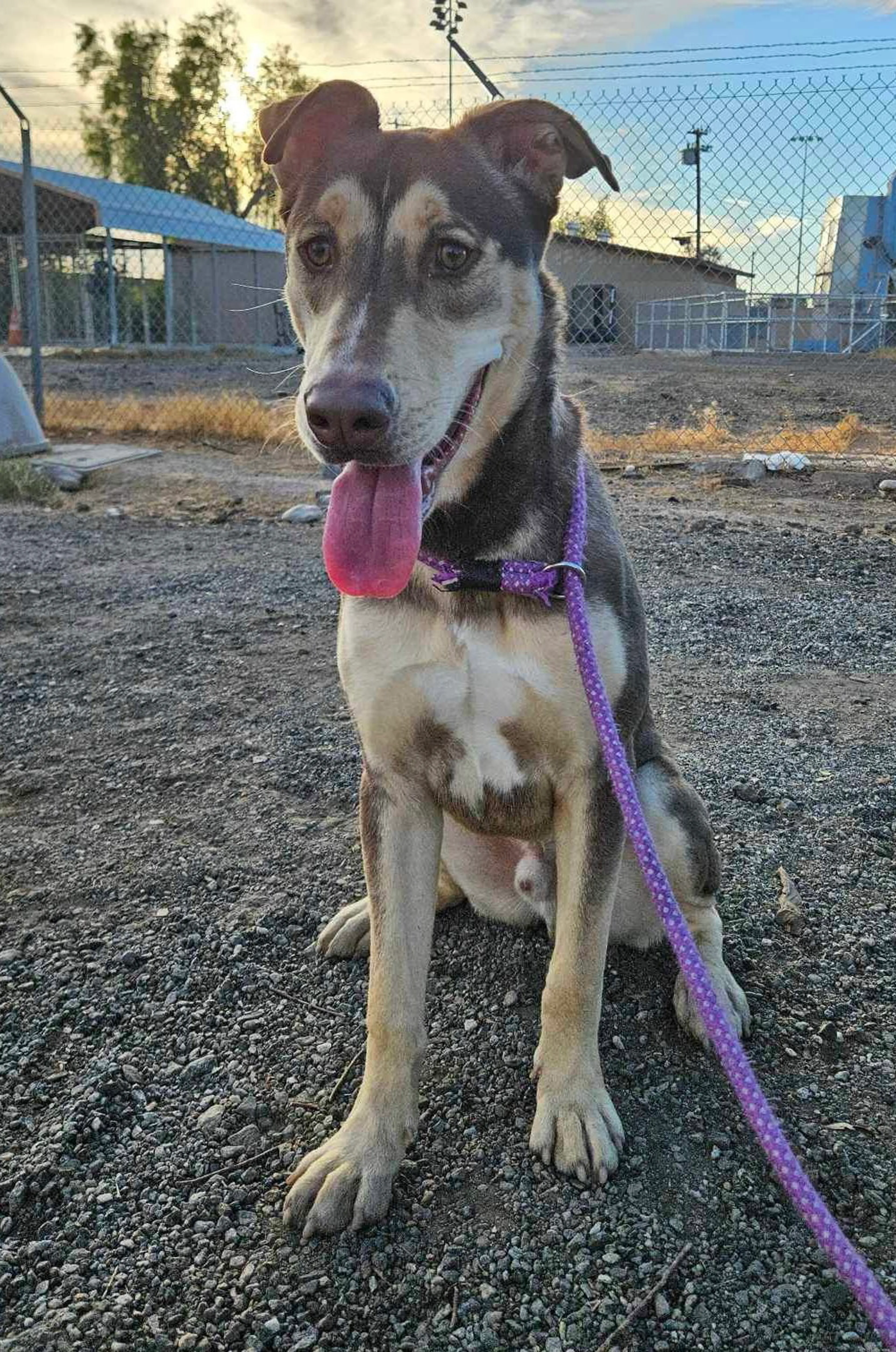 Found pet-1