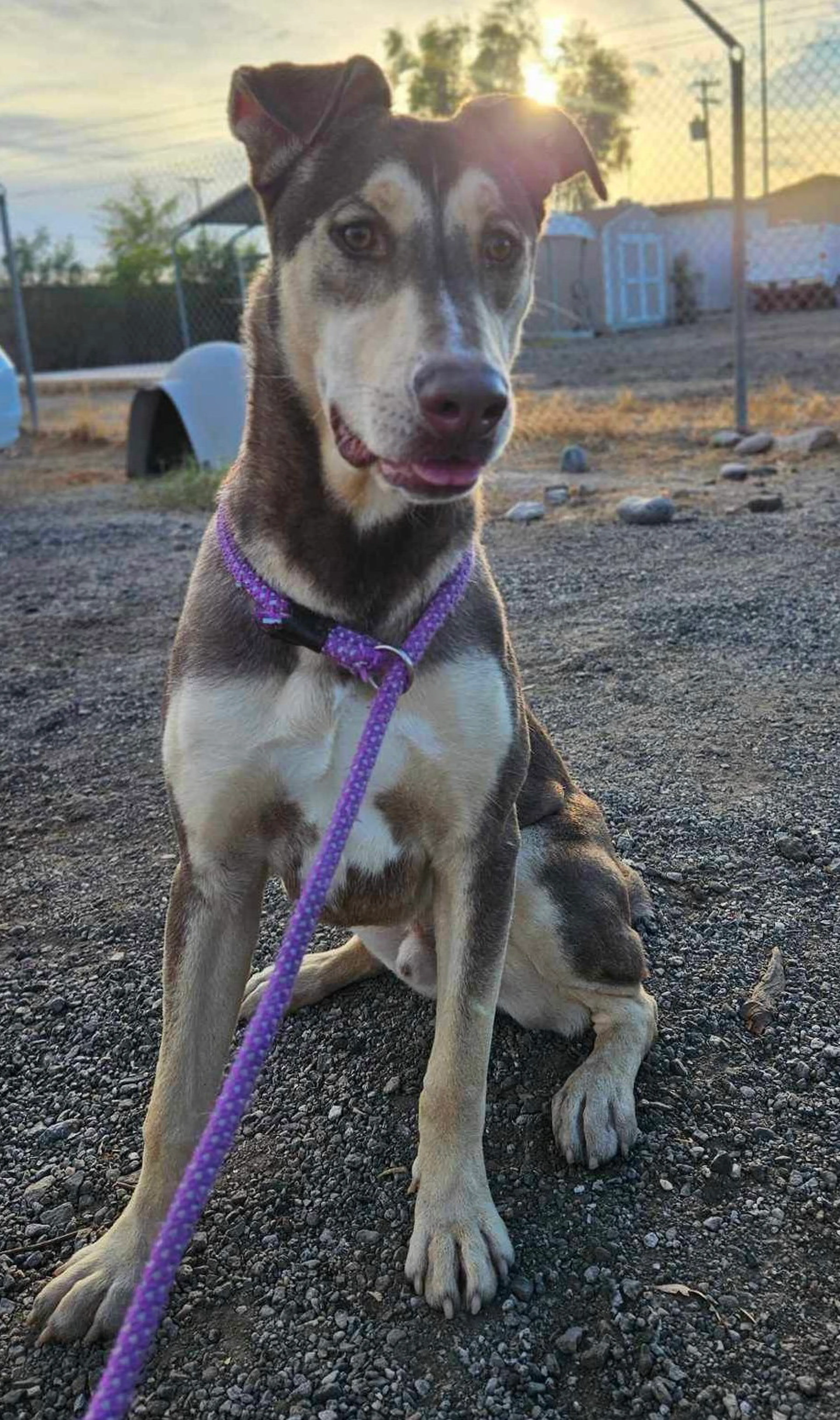 Found pet-2