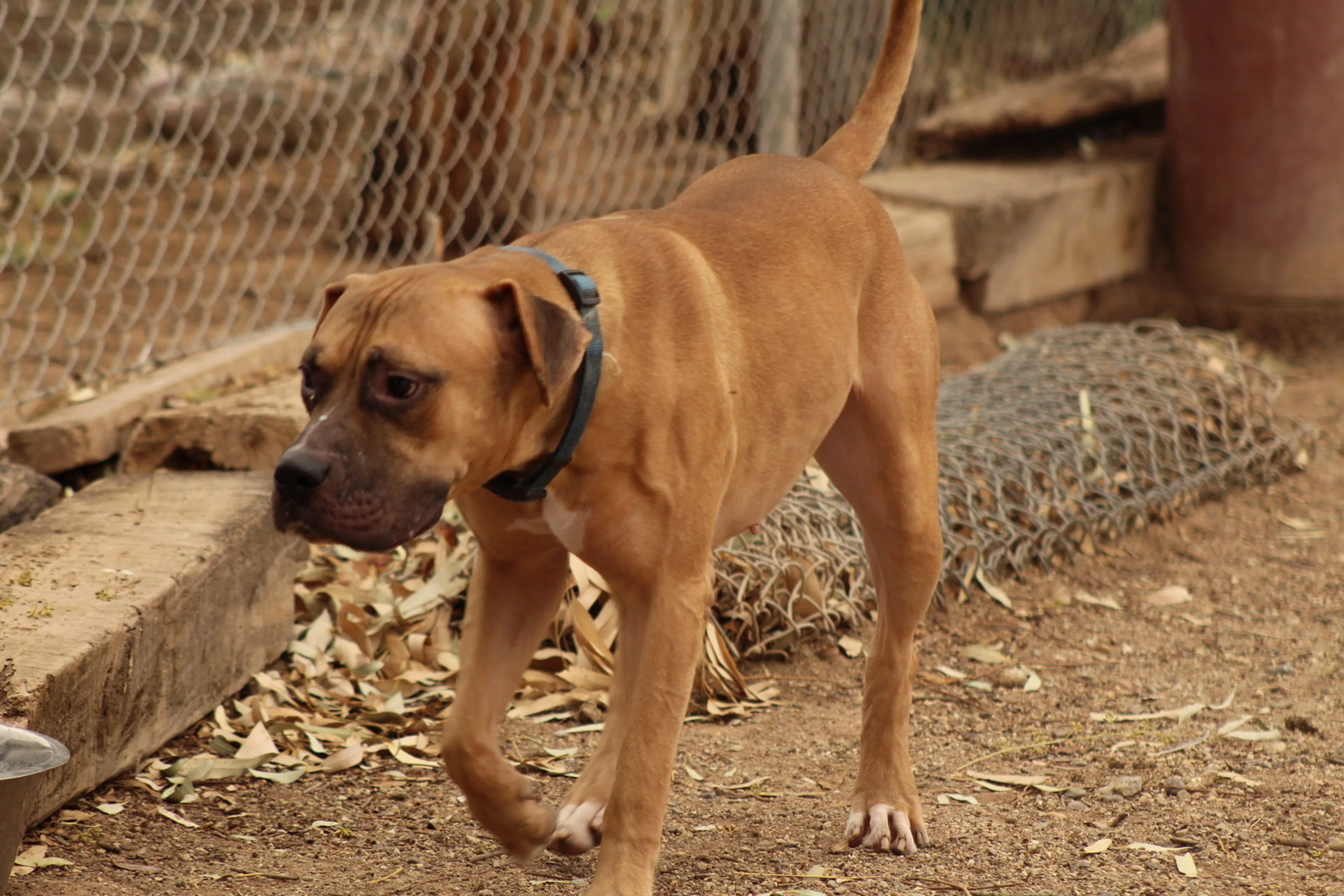 Found pet-1