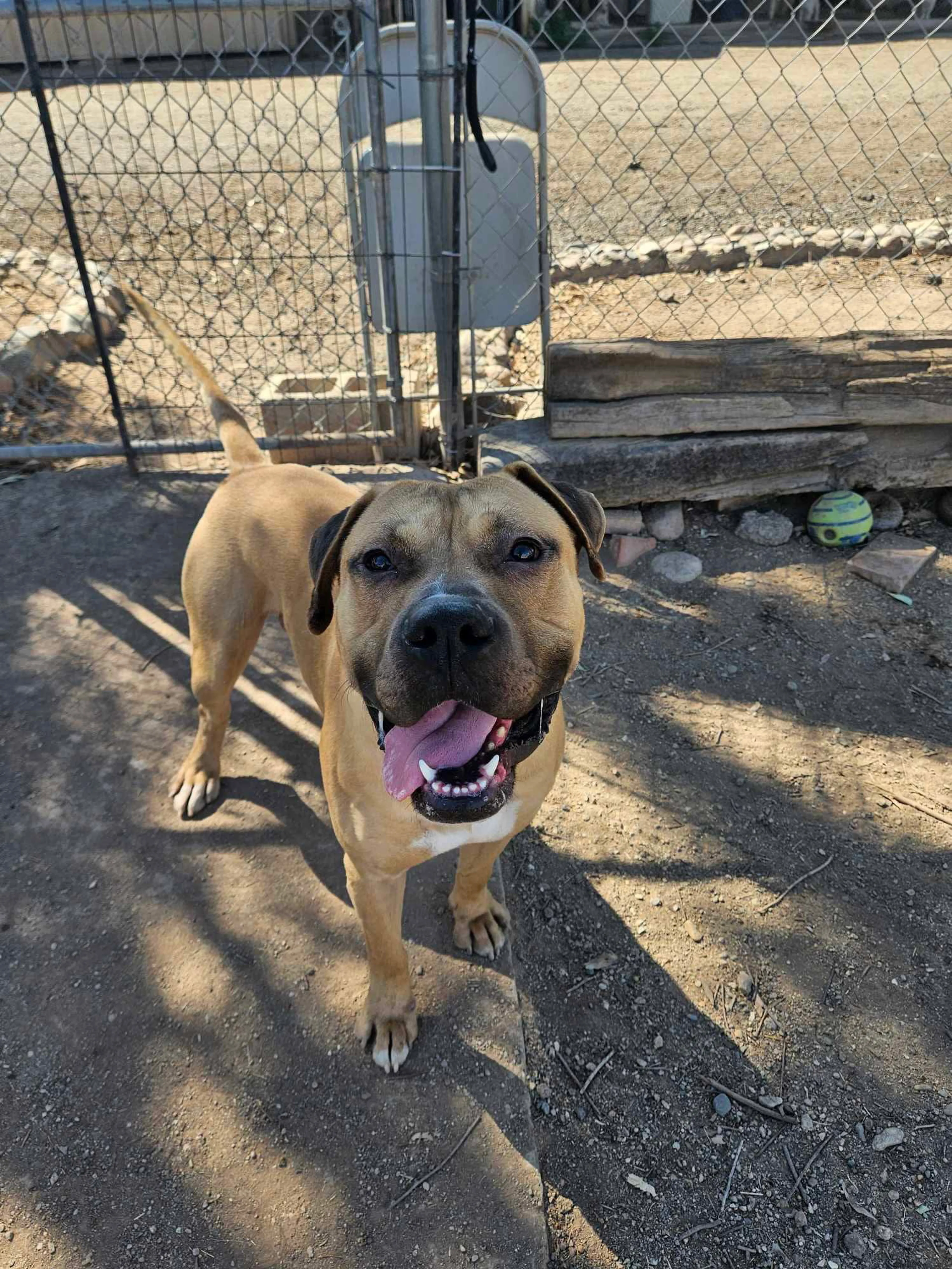 Found pet-2