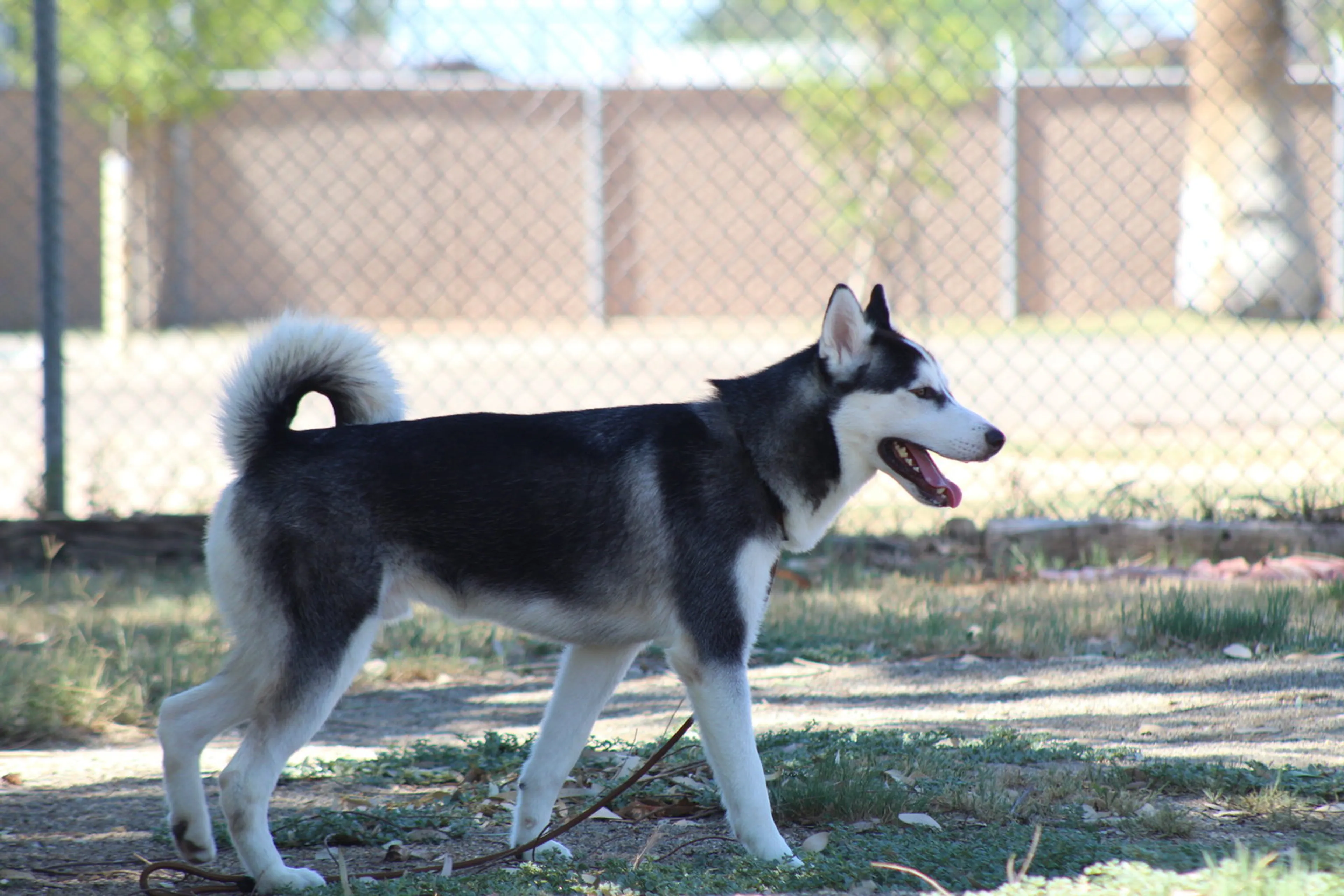 Found pet-2