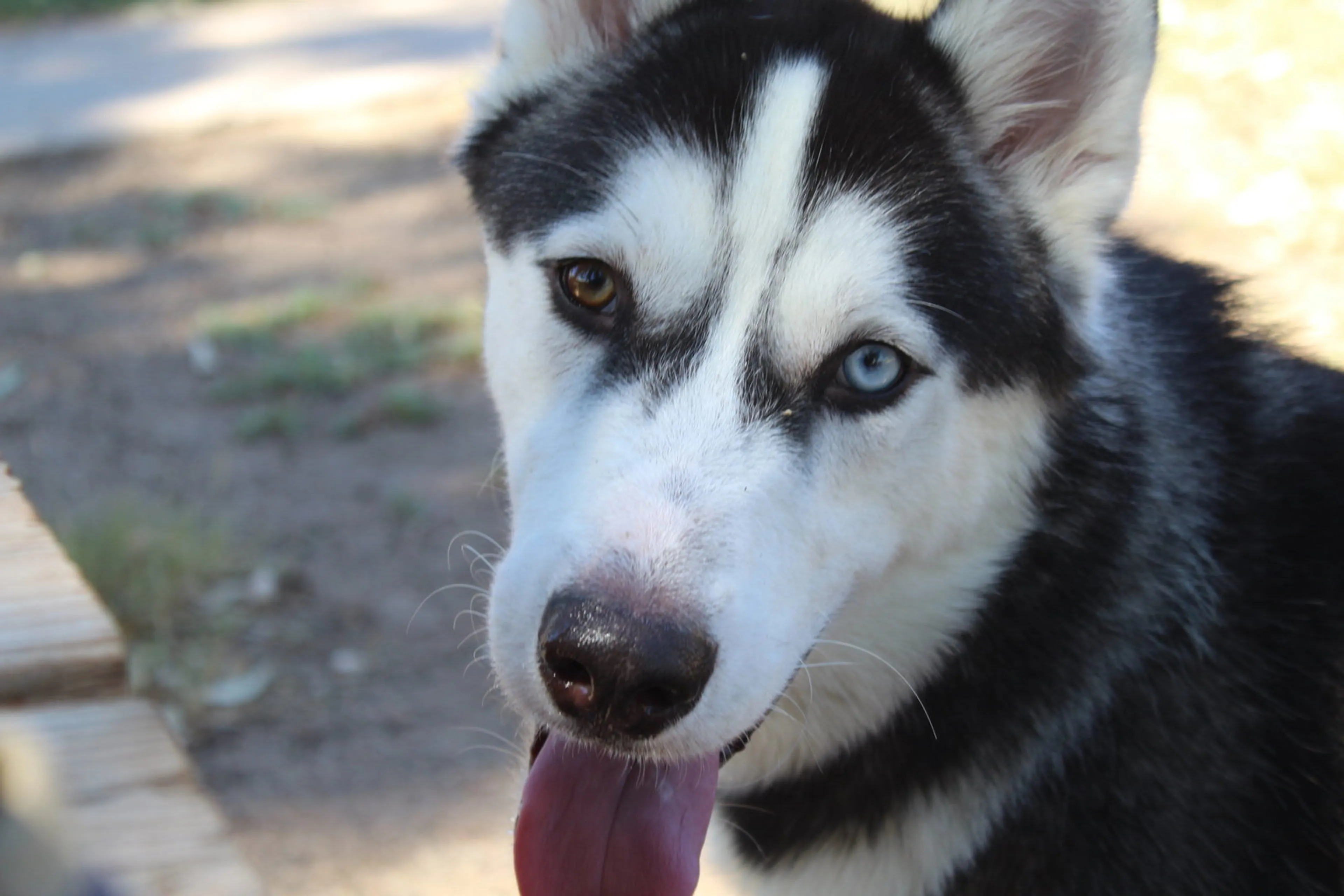 Found pet-1