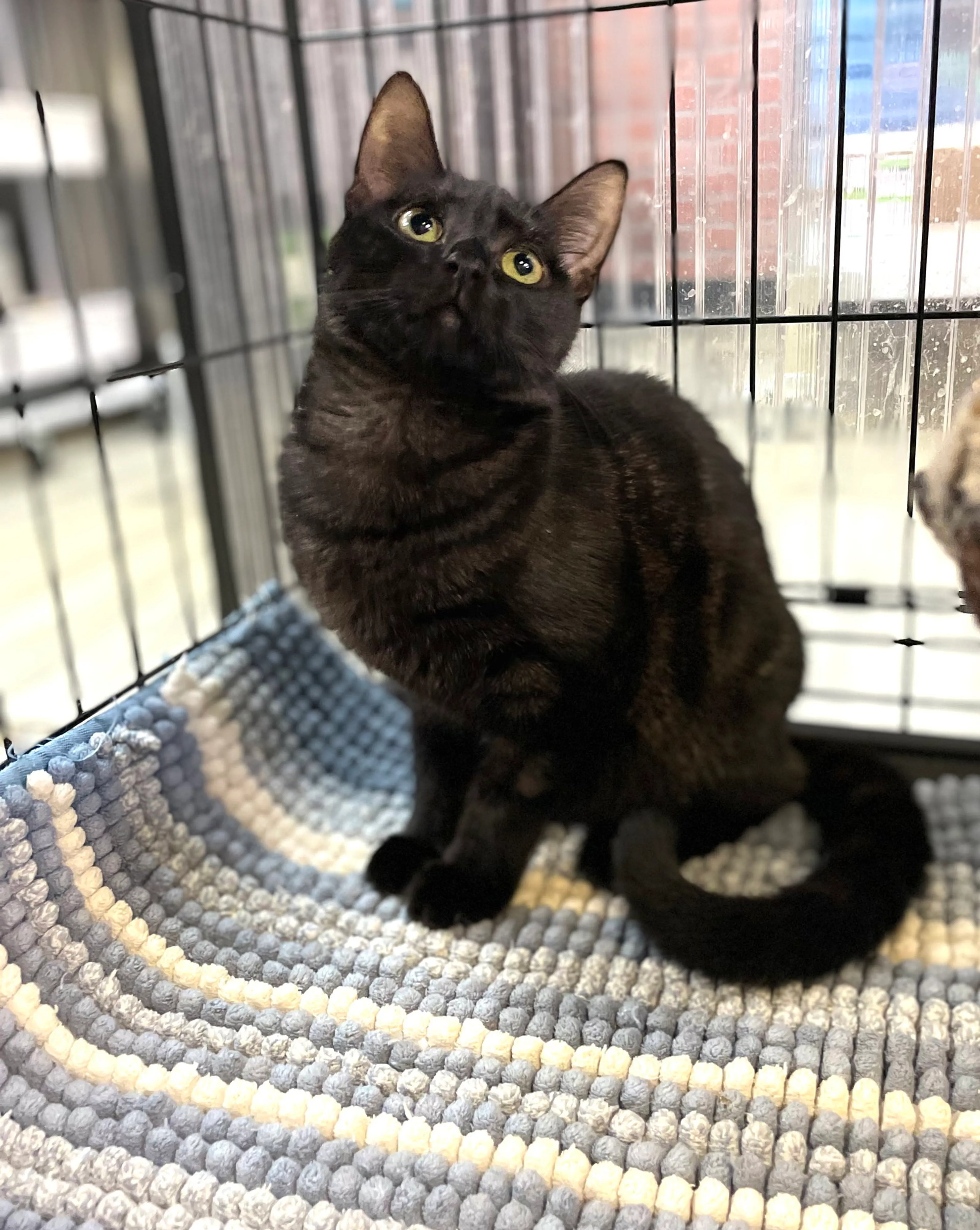 Found pet-1
