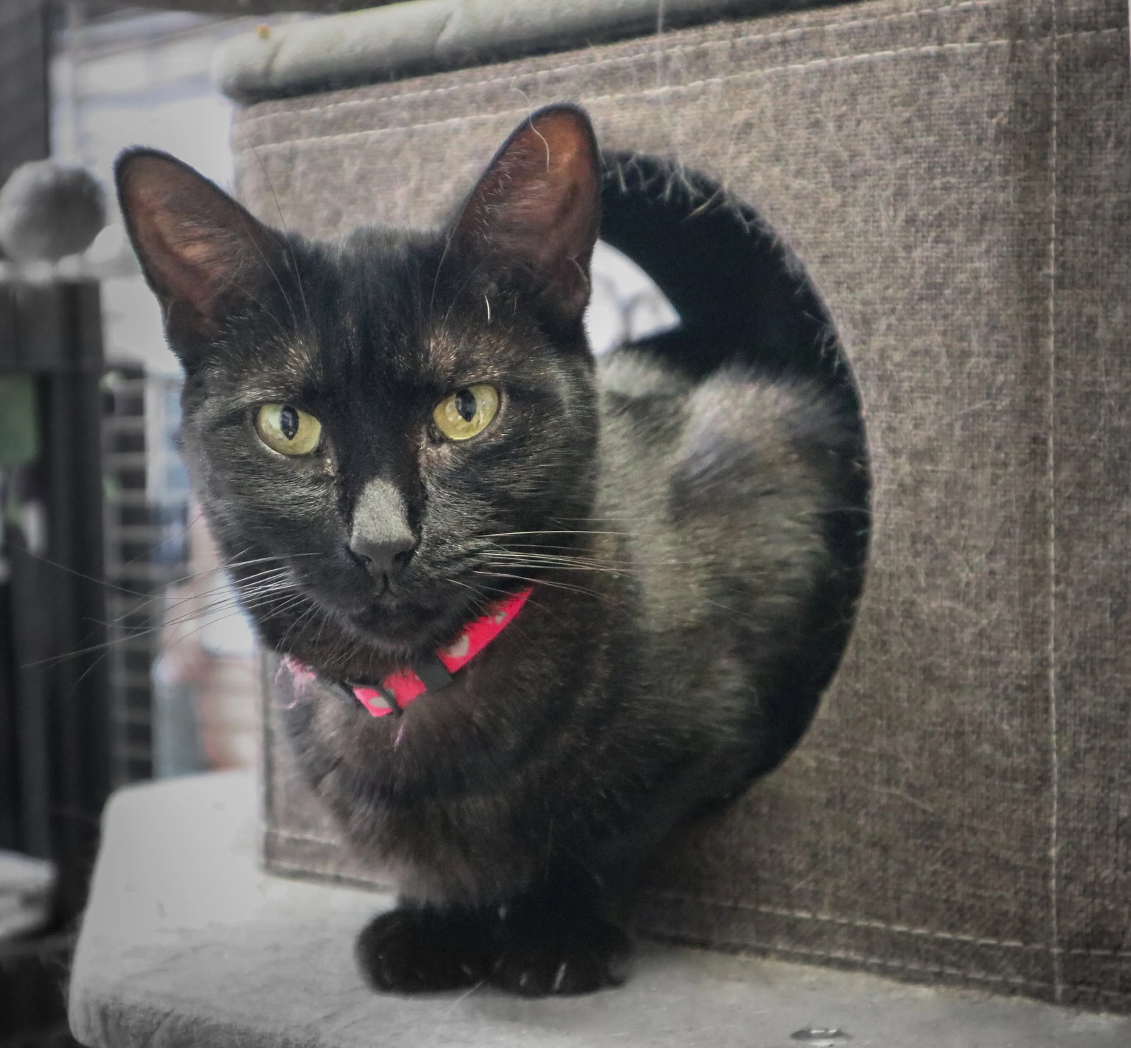 Found pet-2
