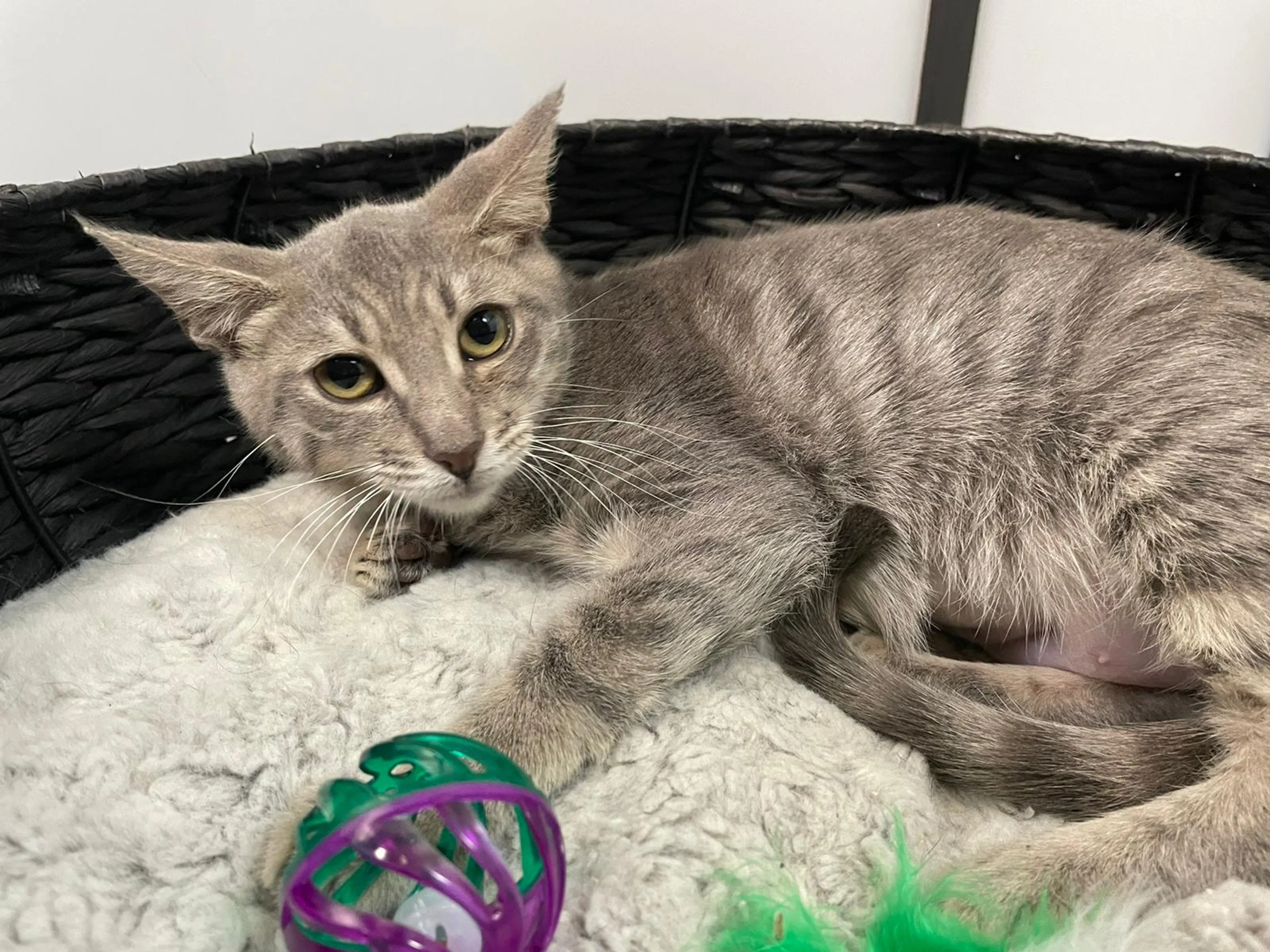 Found pet-2