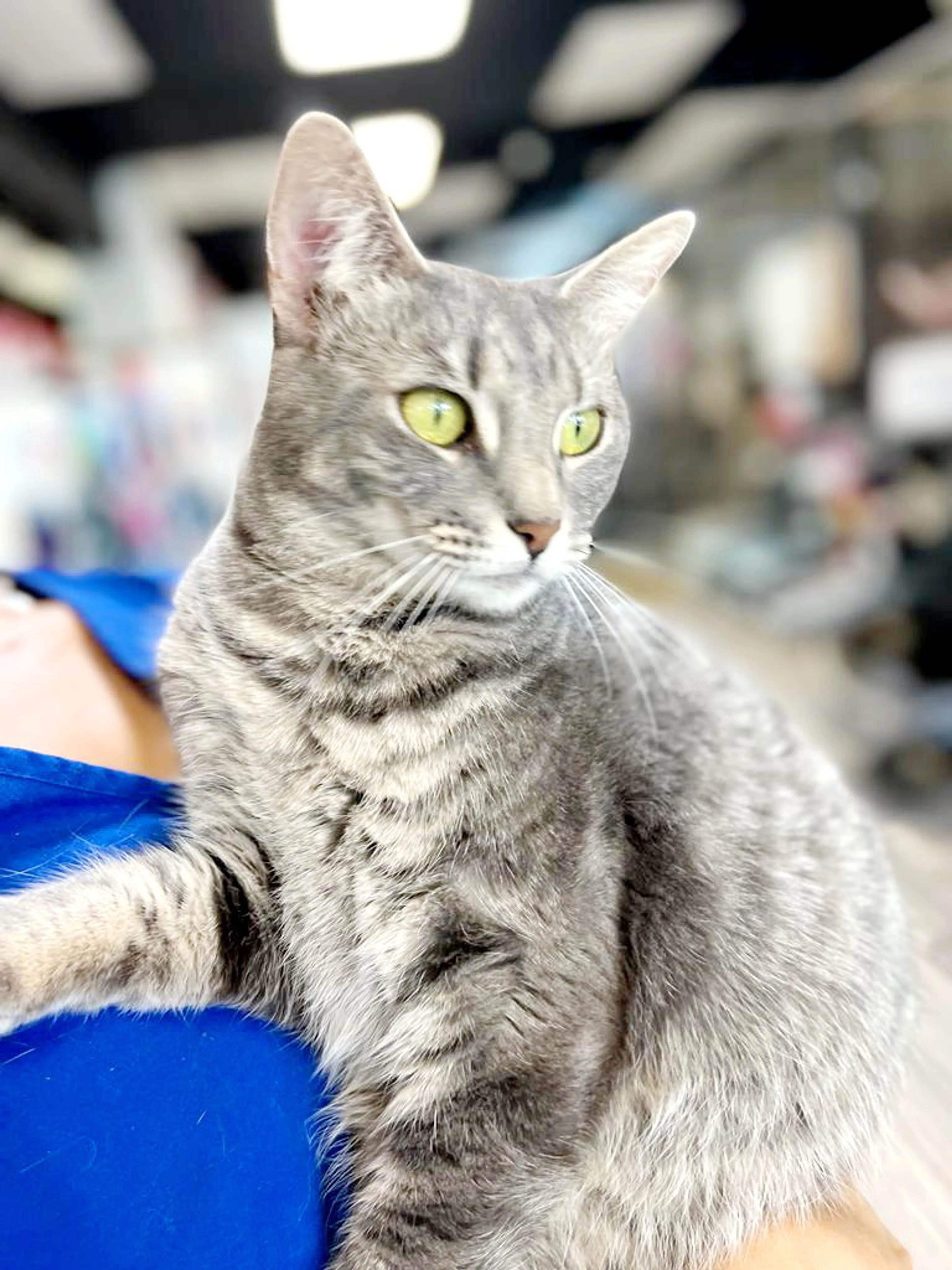 Found pet-4