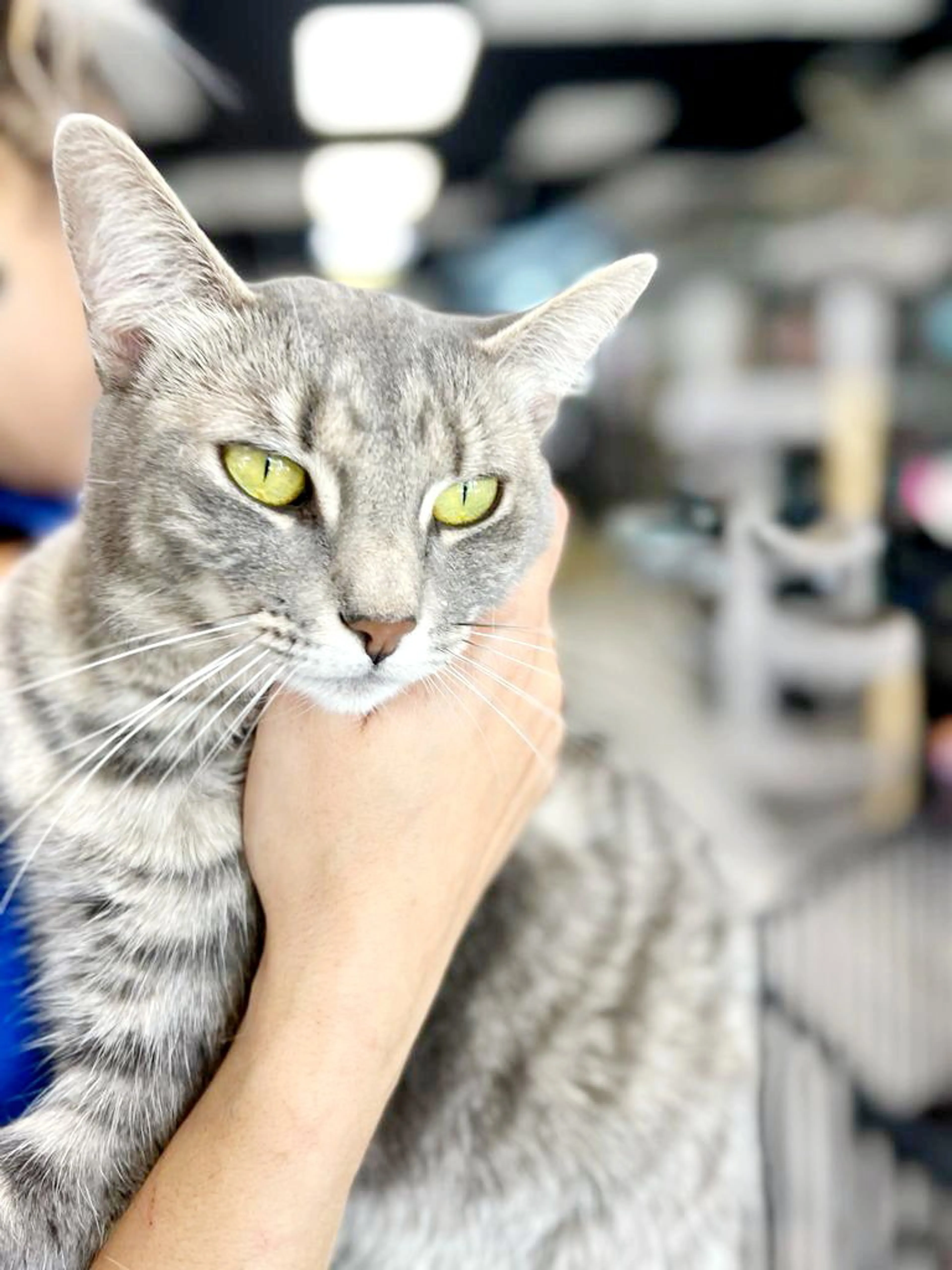 Found pet-3