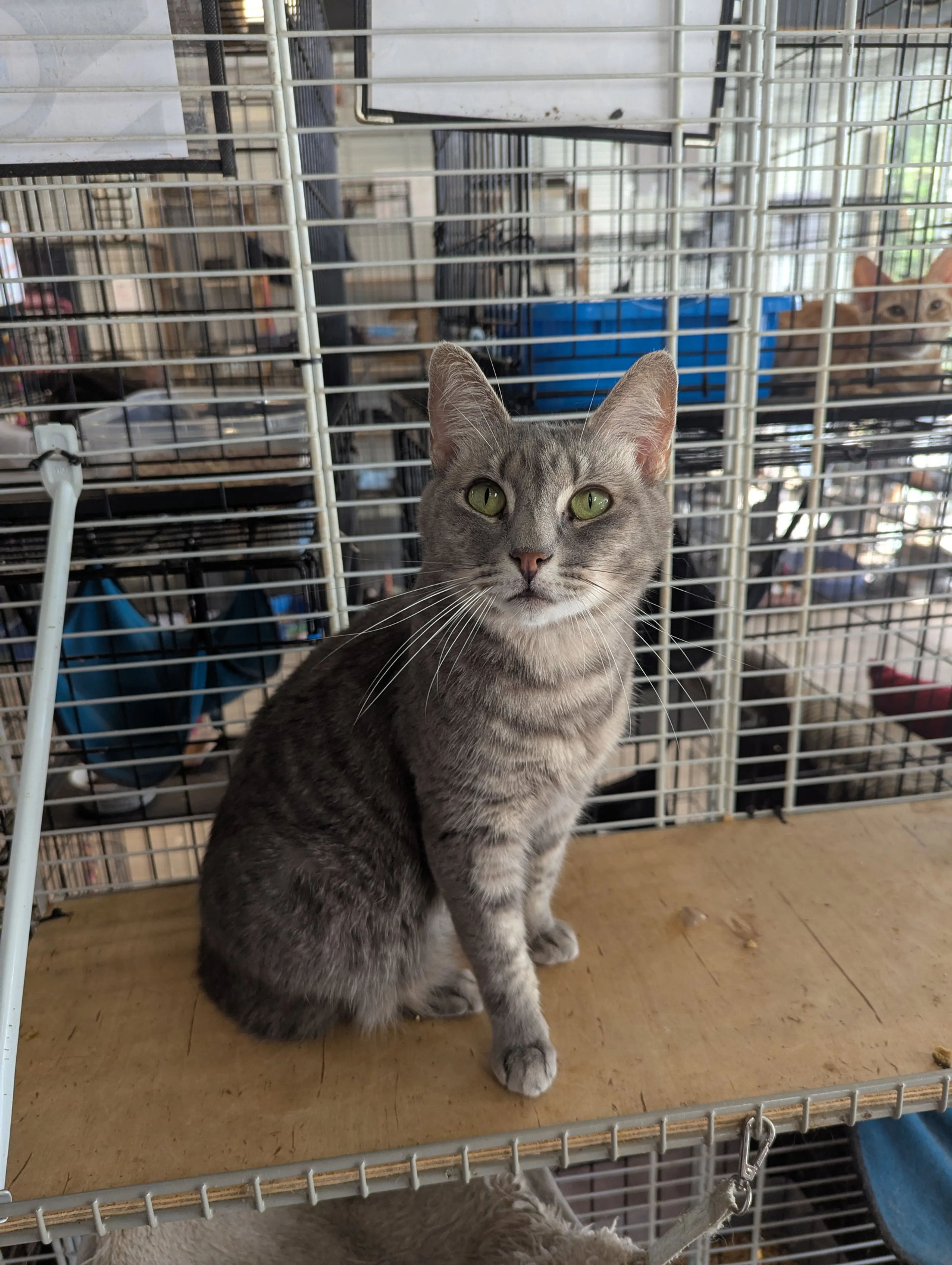 Found pet-6