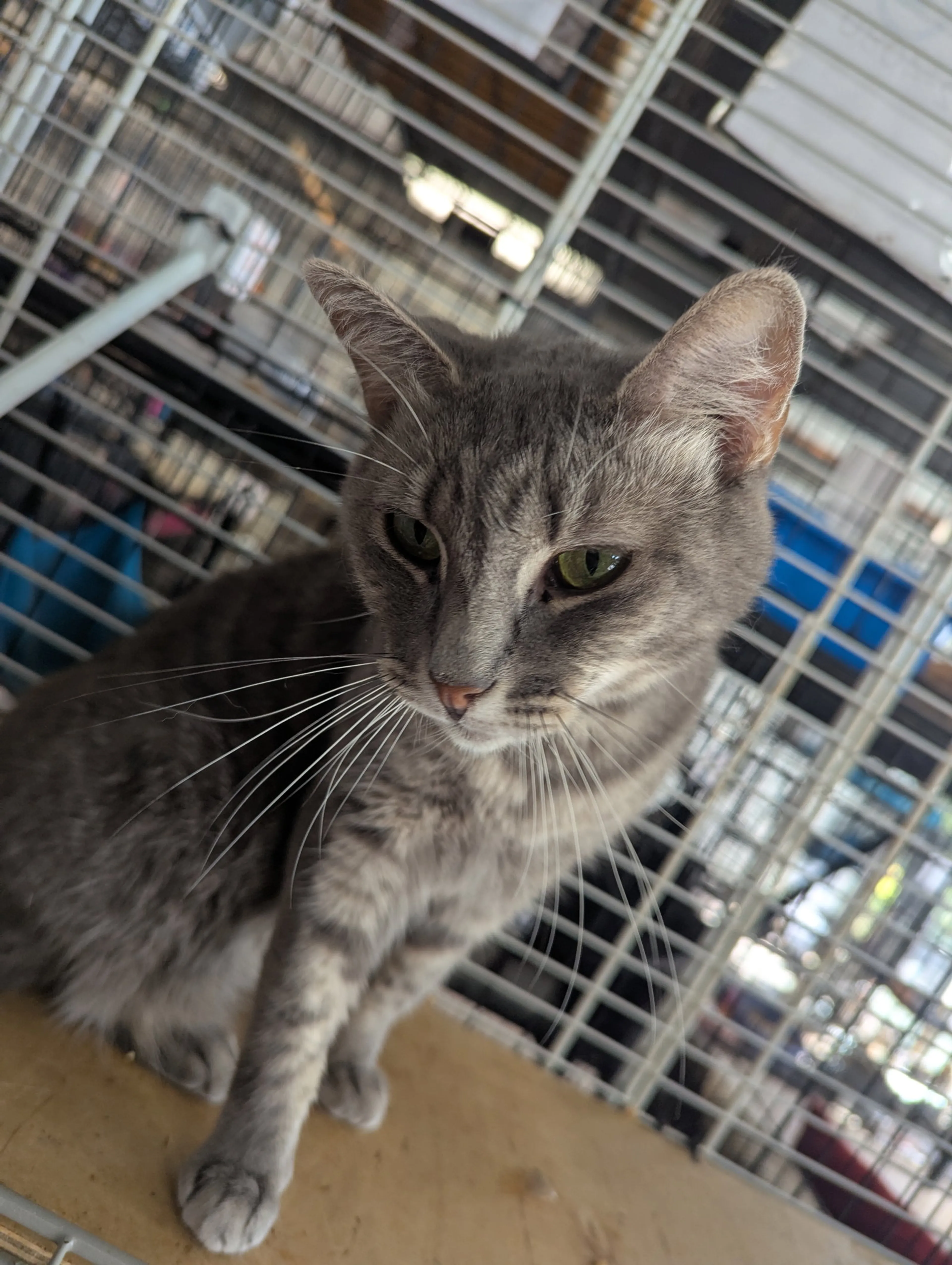 Found pet-7