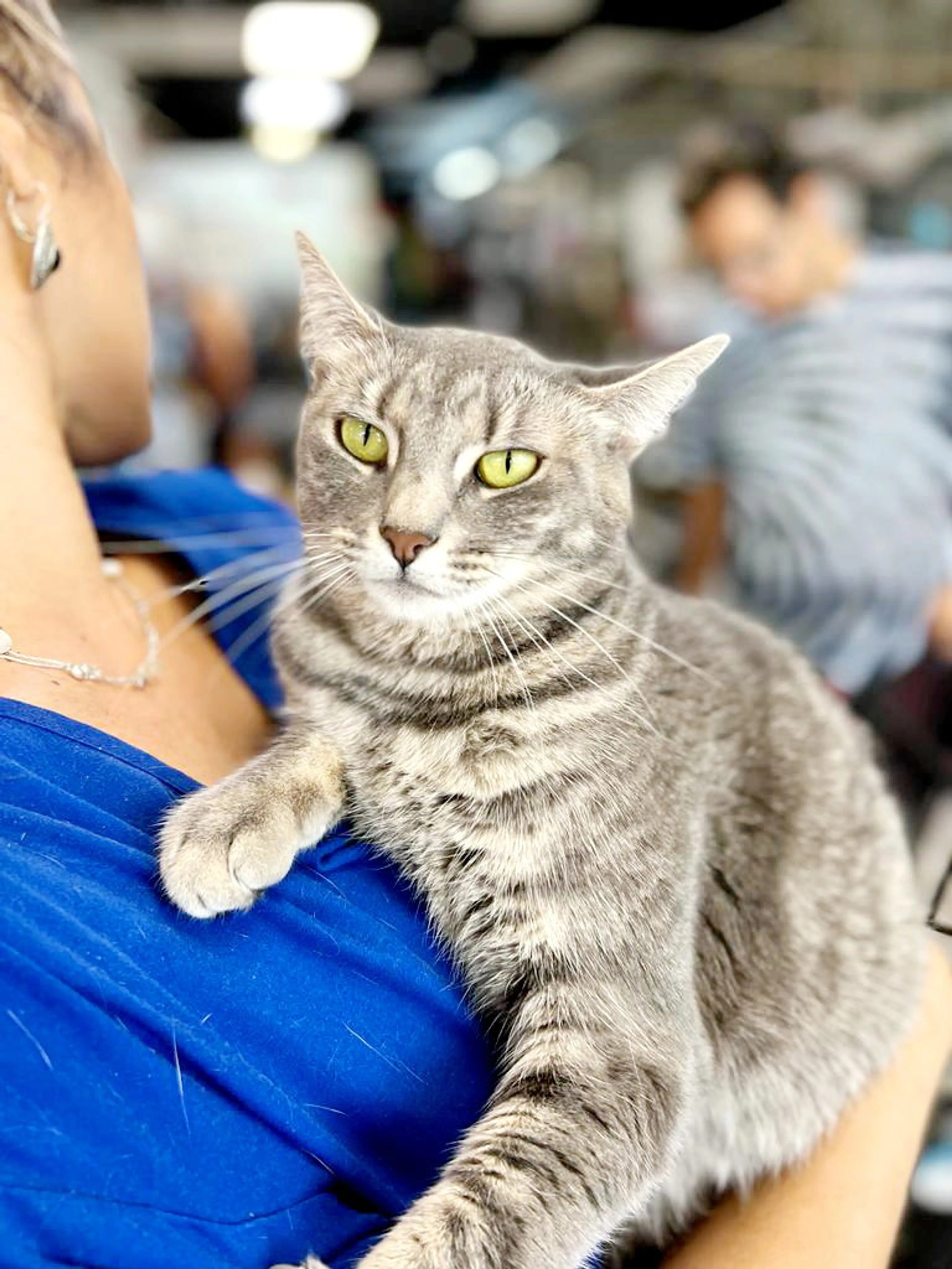 Found pet-5