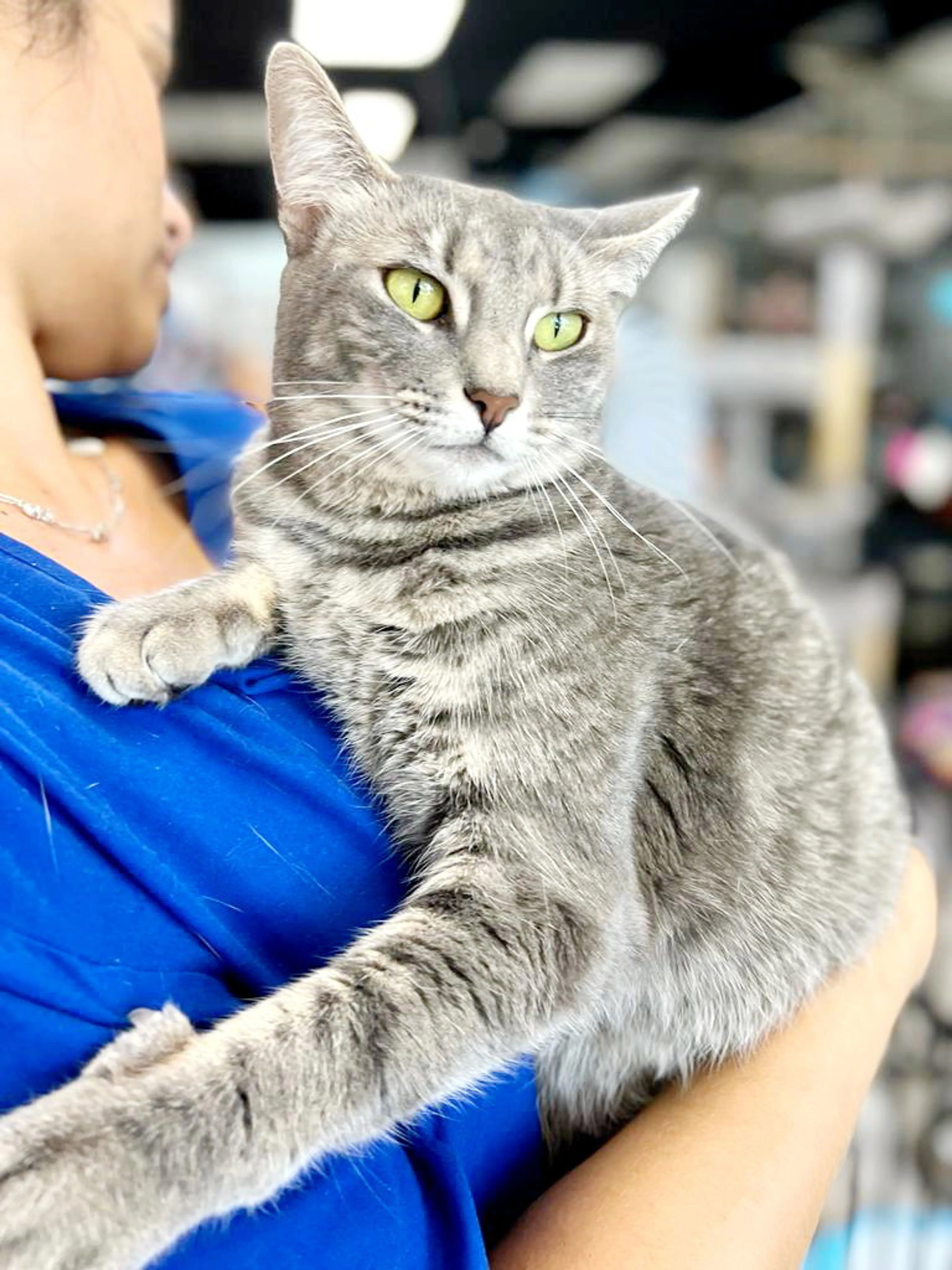 Found pet-1