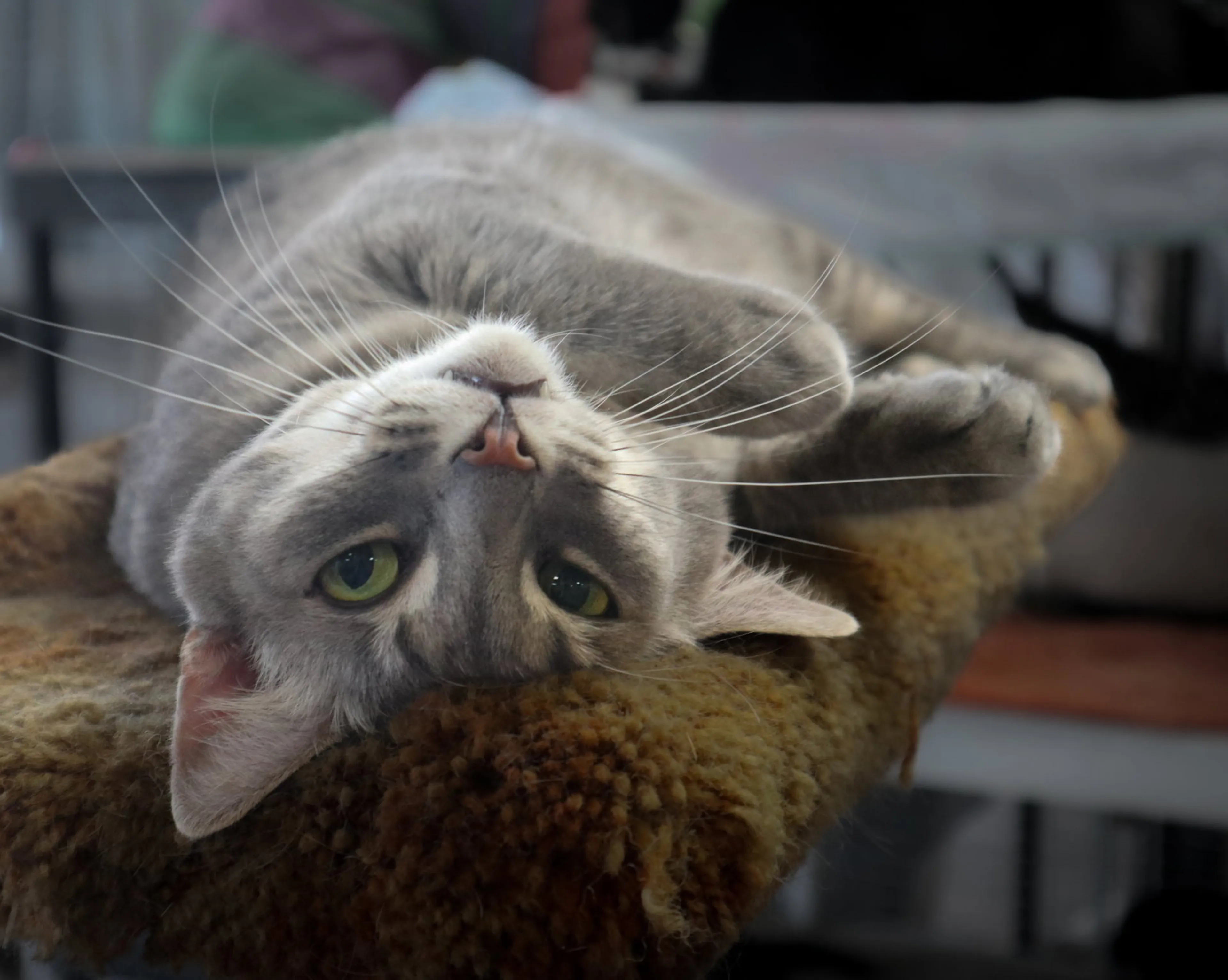 Found pet-0