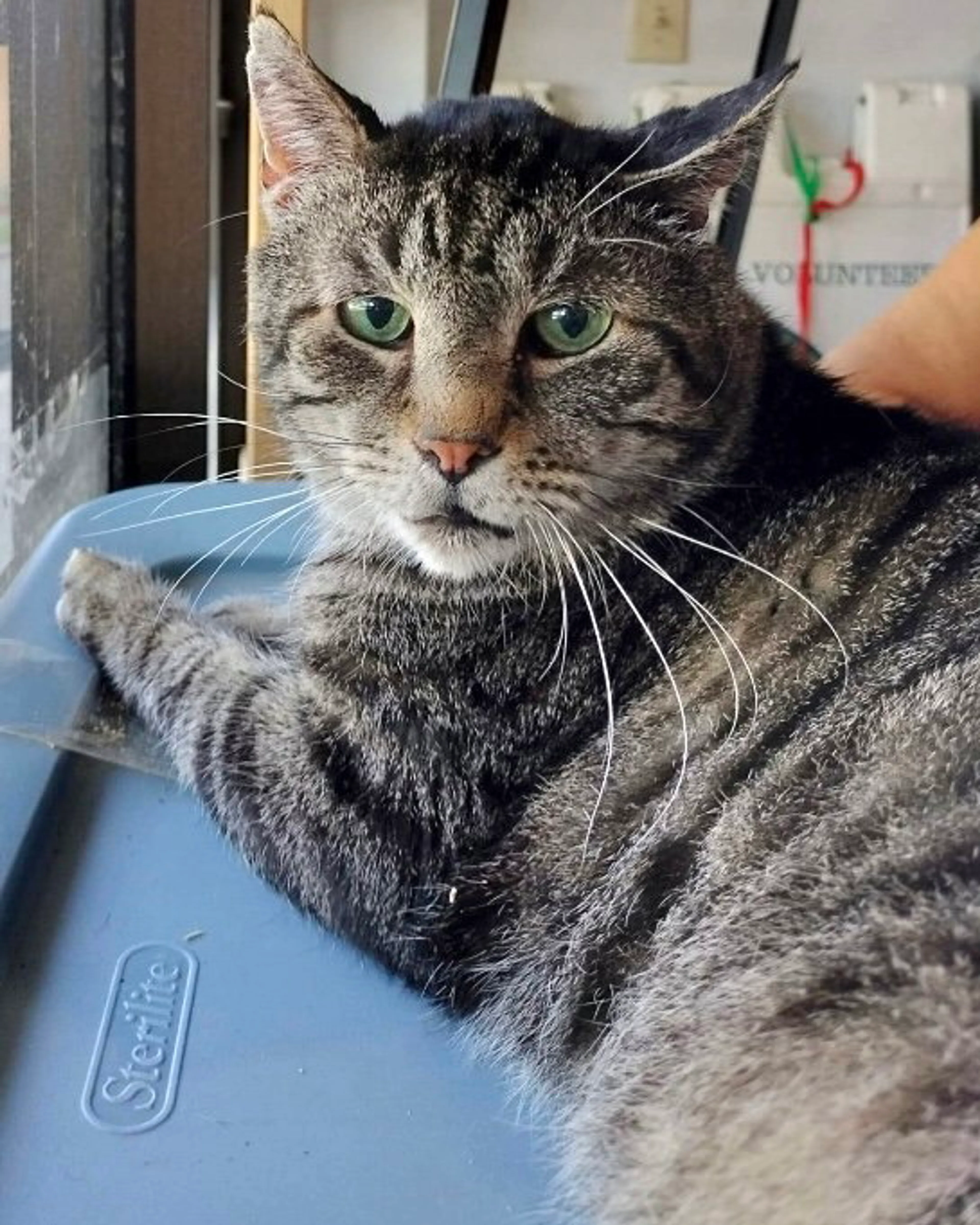 Found pet-2
