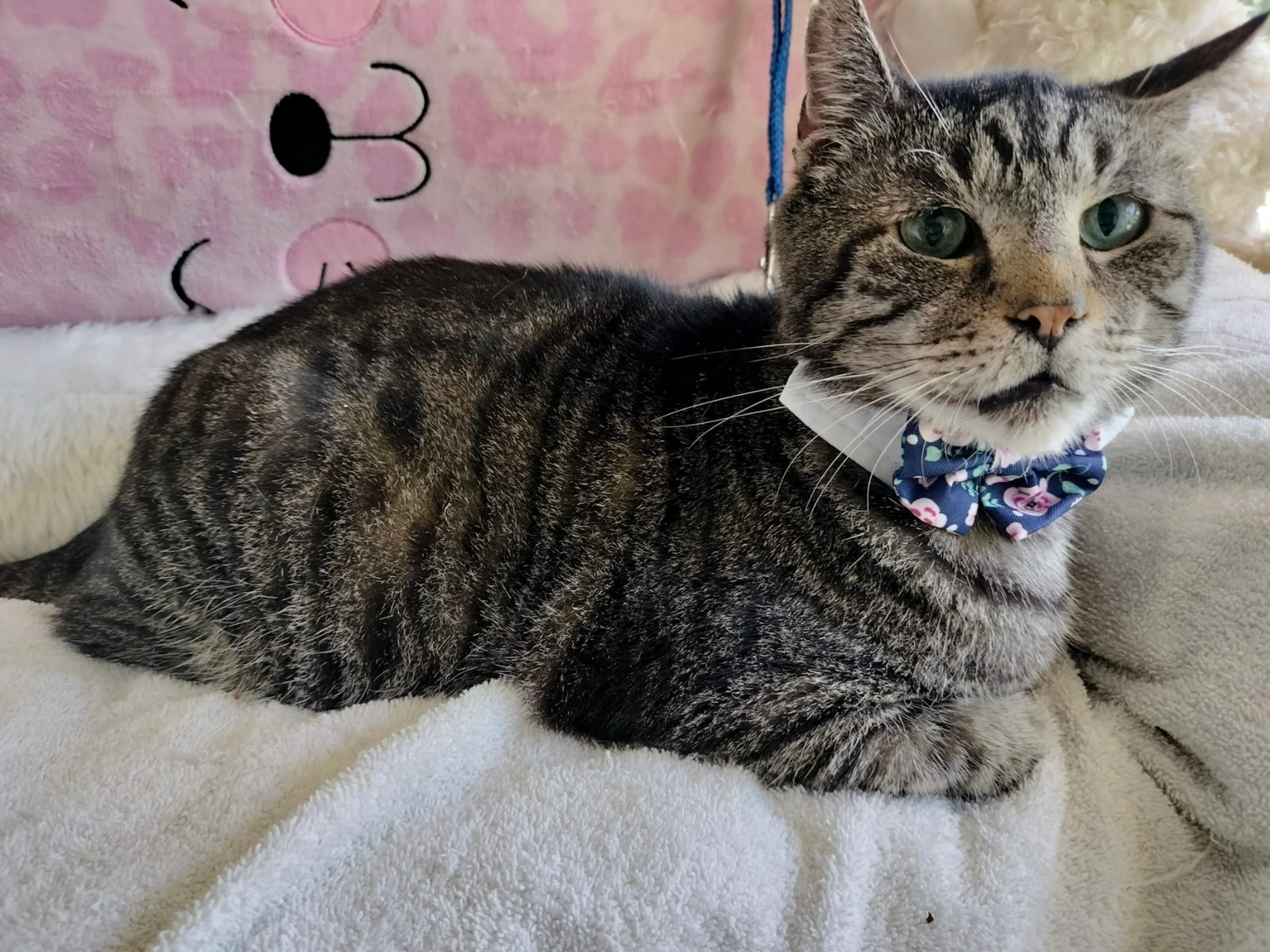 Found pet-1