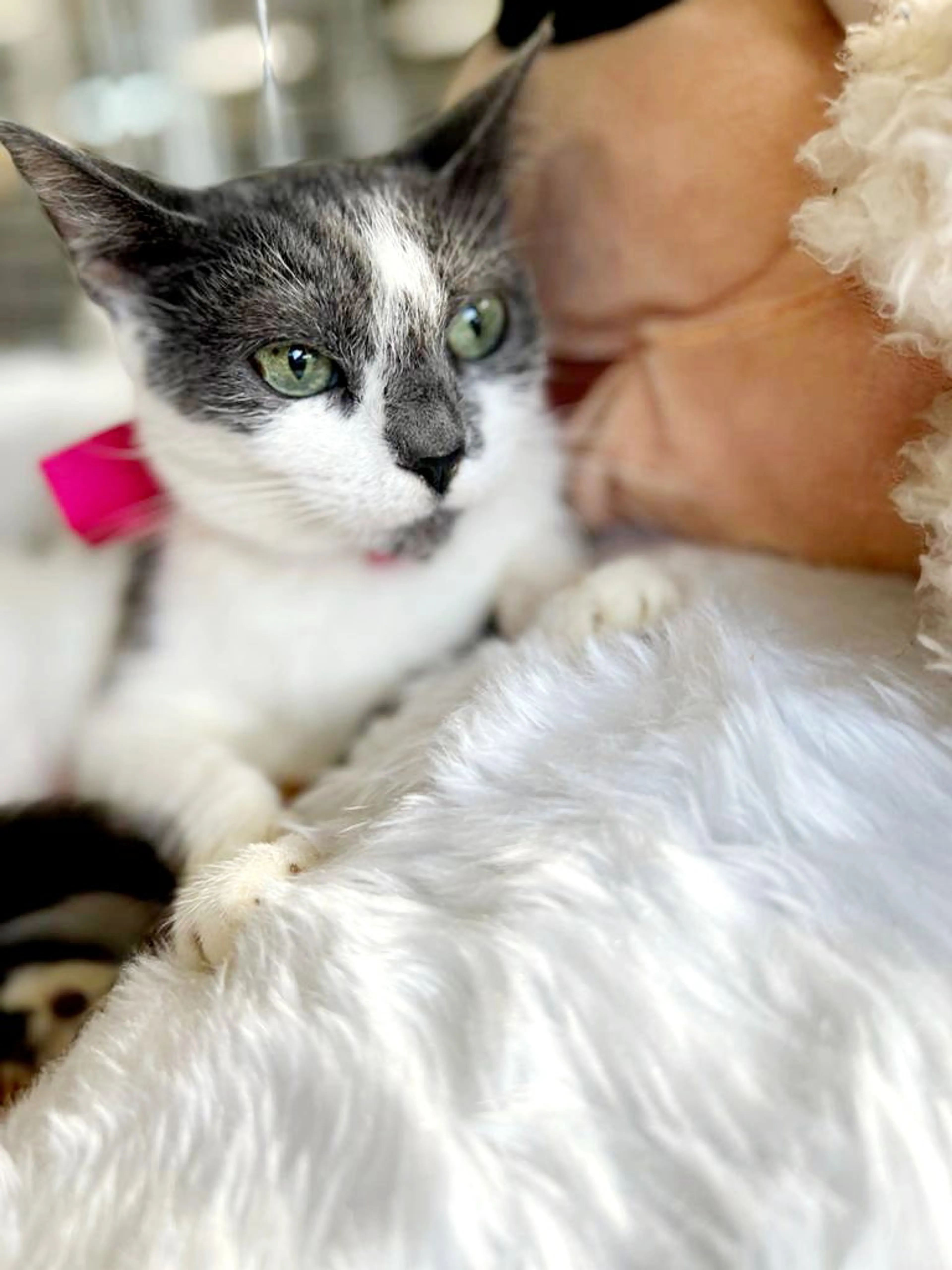 Found pet-4
