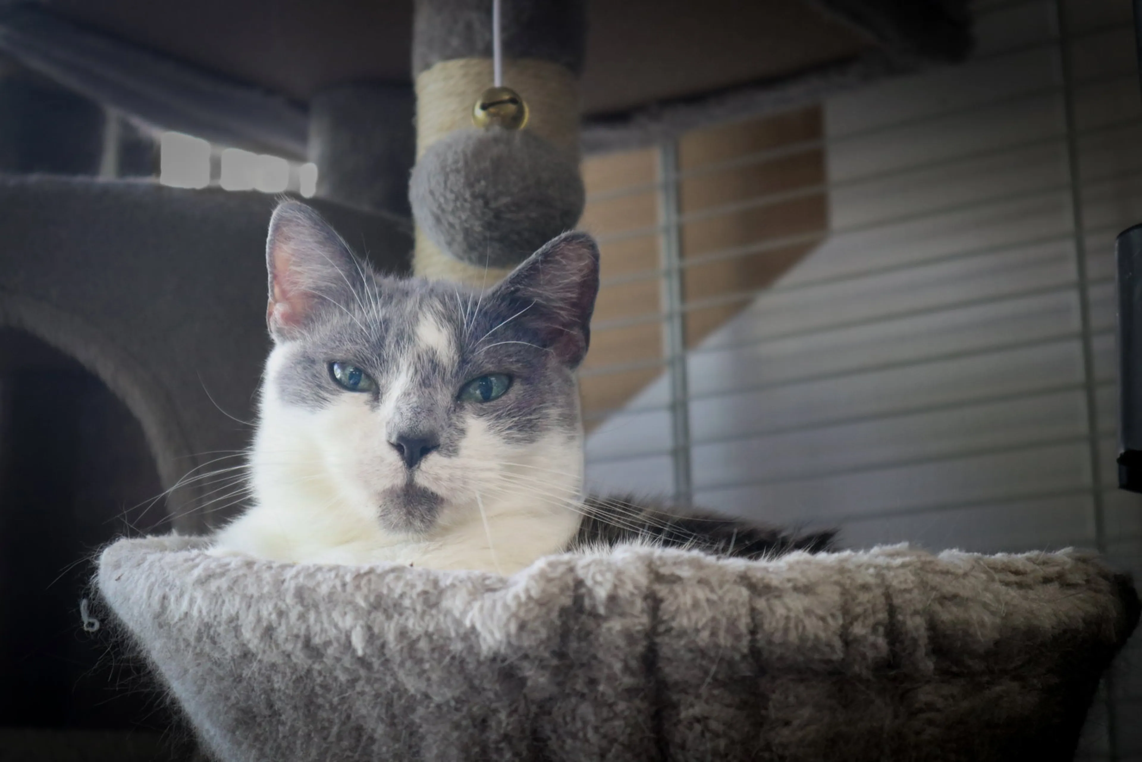 Found pet-1