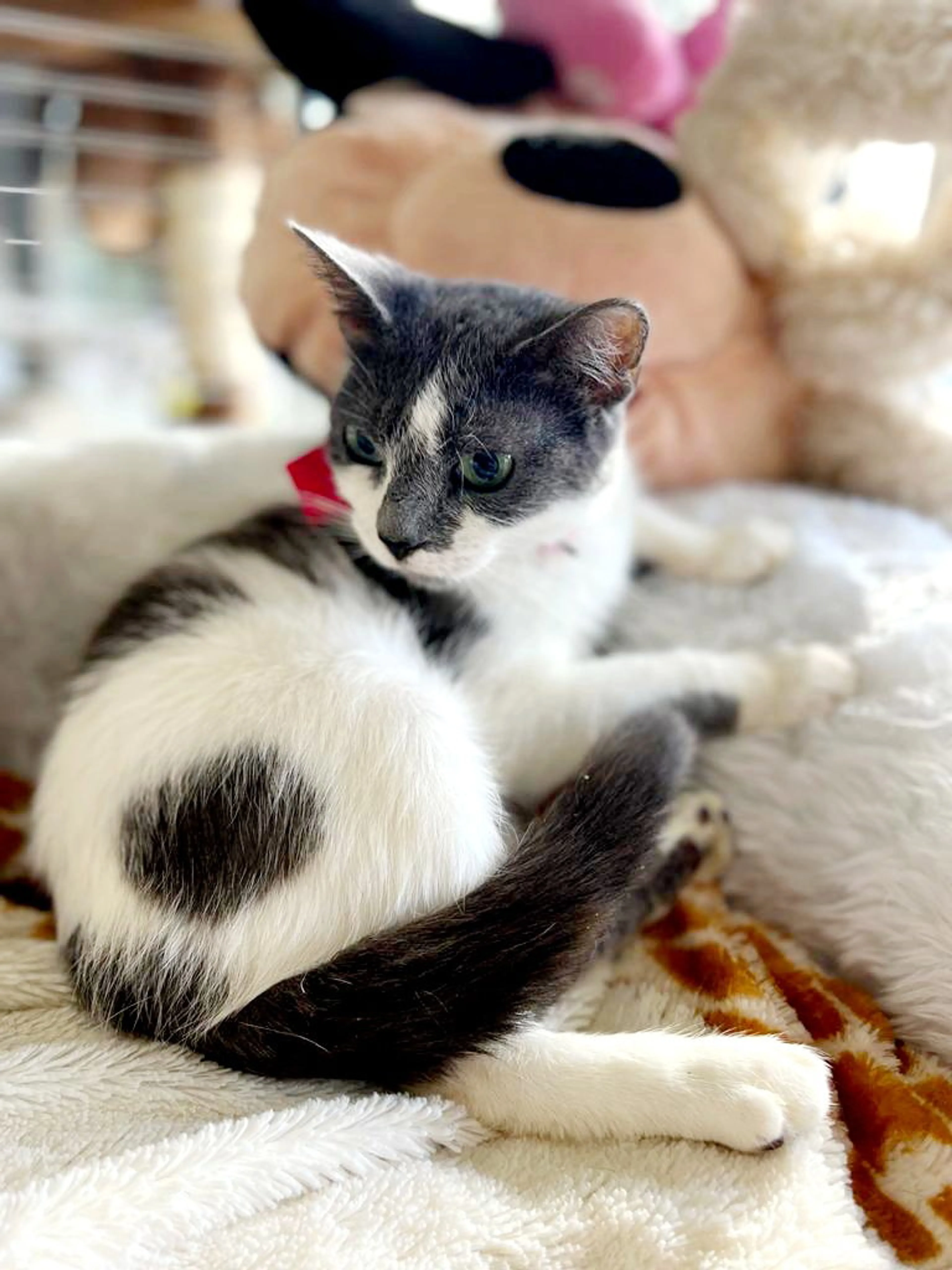 Found pet-3