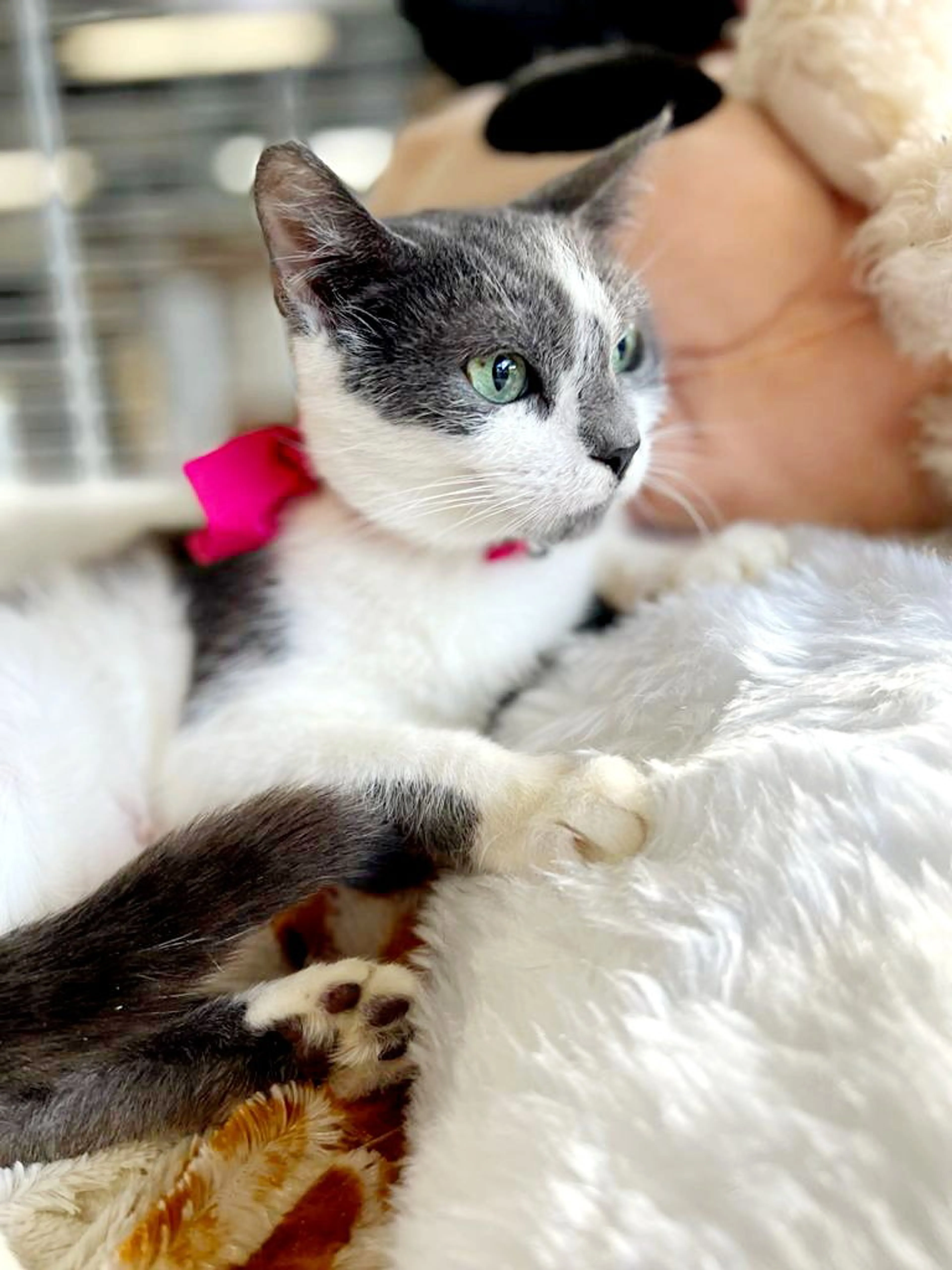 Found pet-5