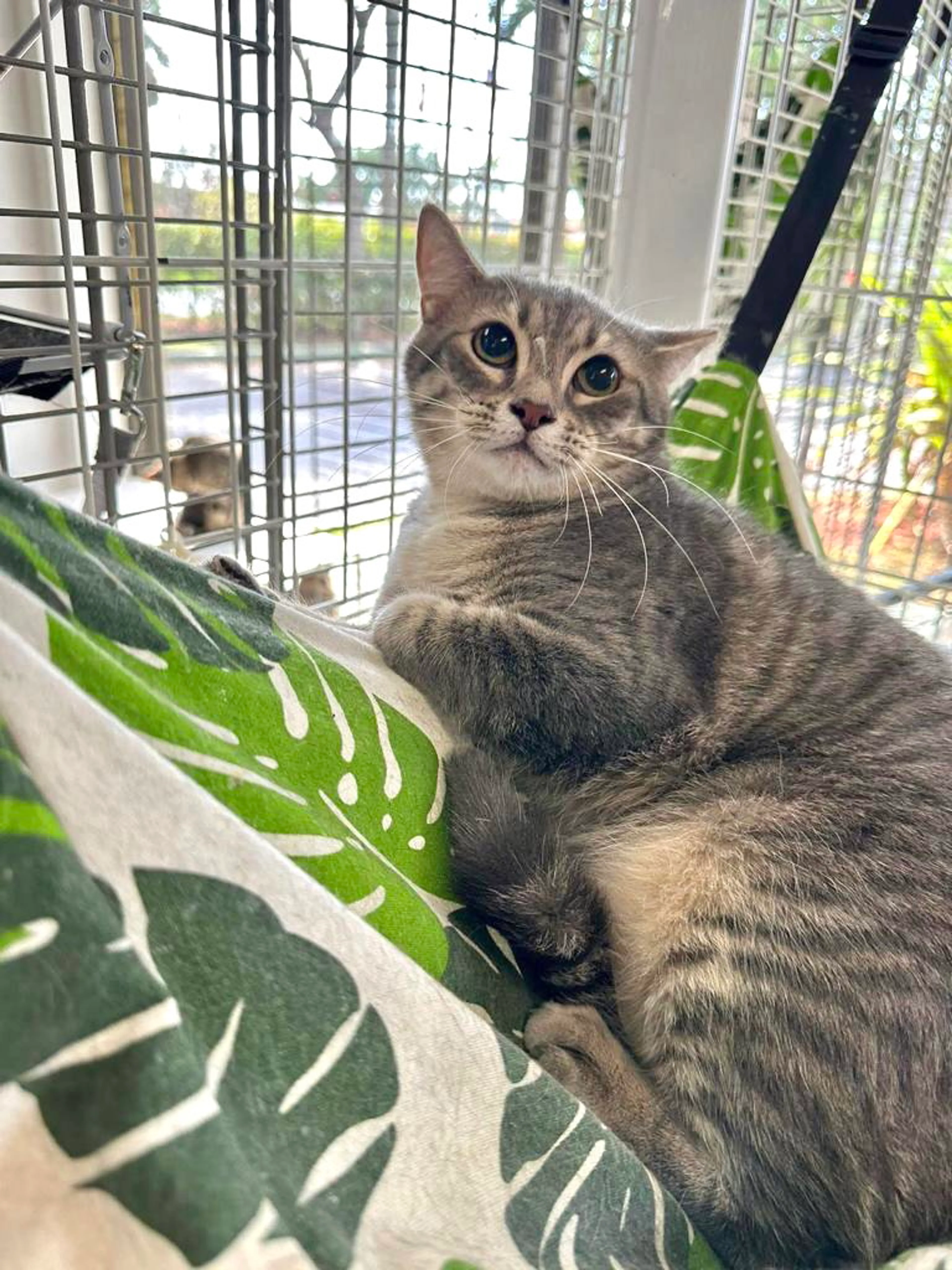 Found pet-3