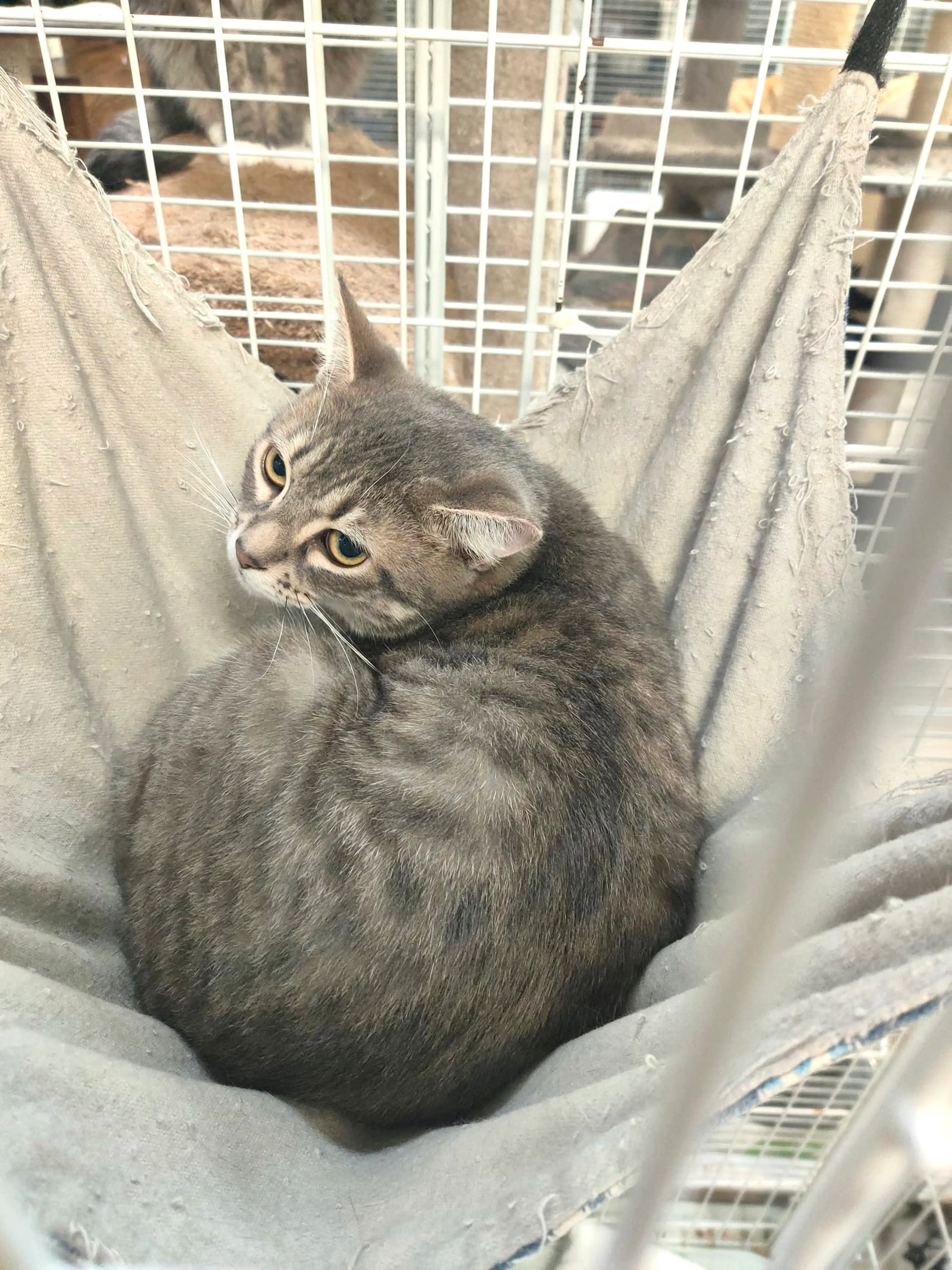Found pet-0