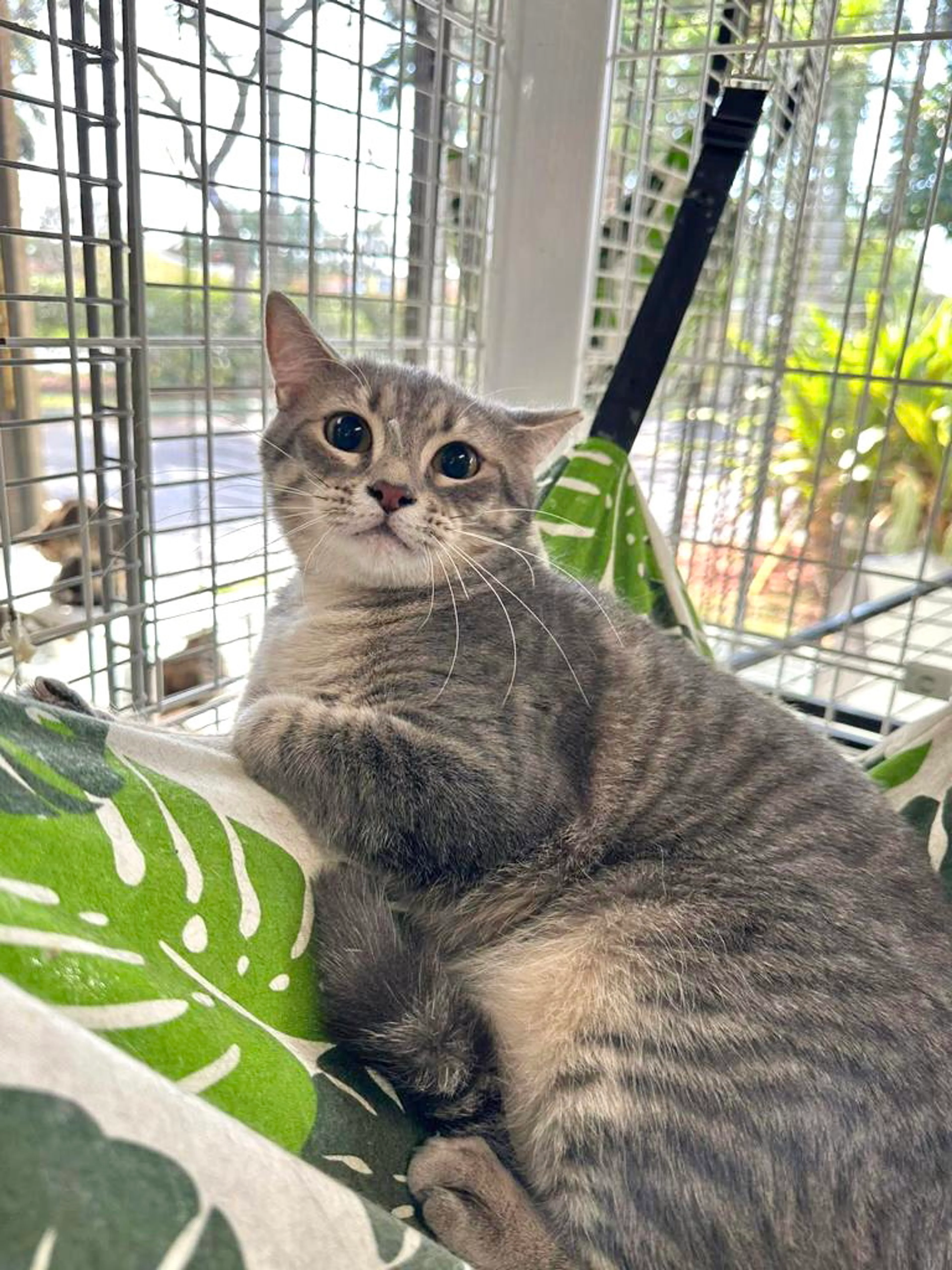 Found pet-2