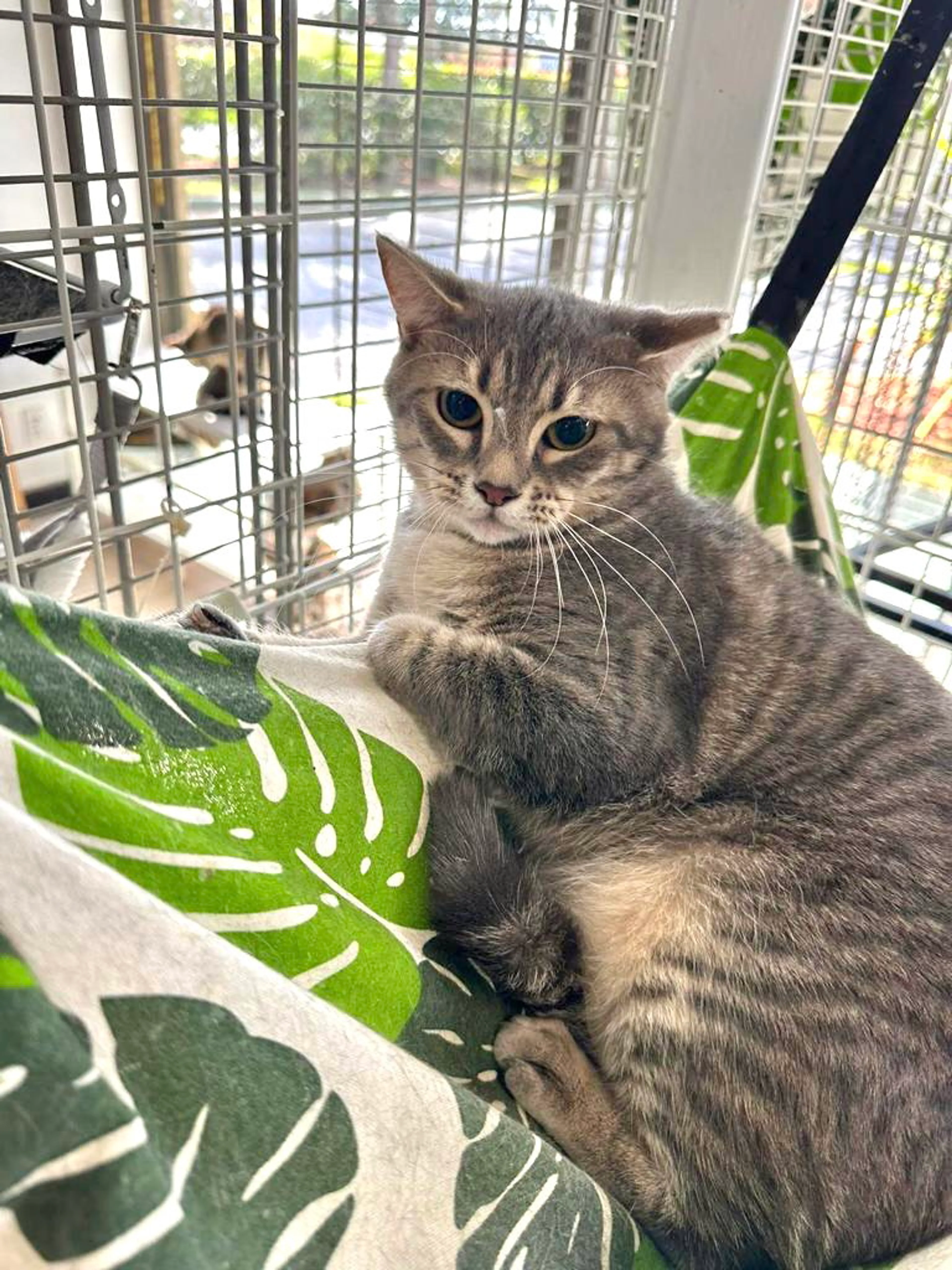 Found pet-1