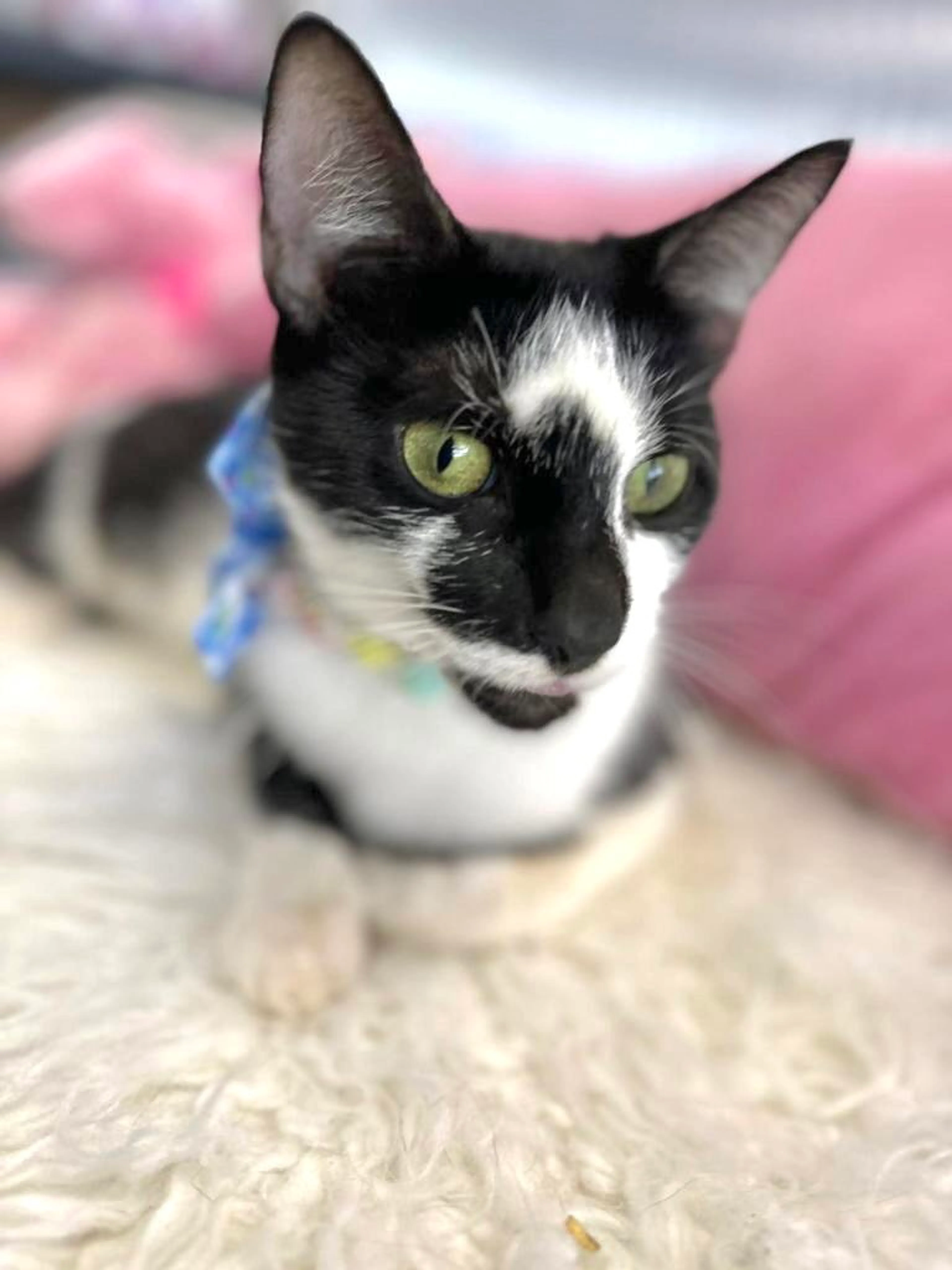 Found pet-0