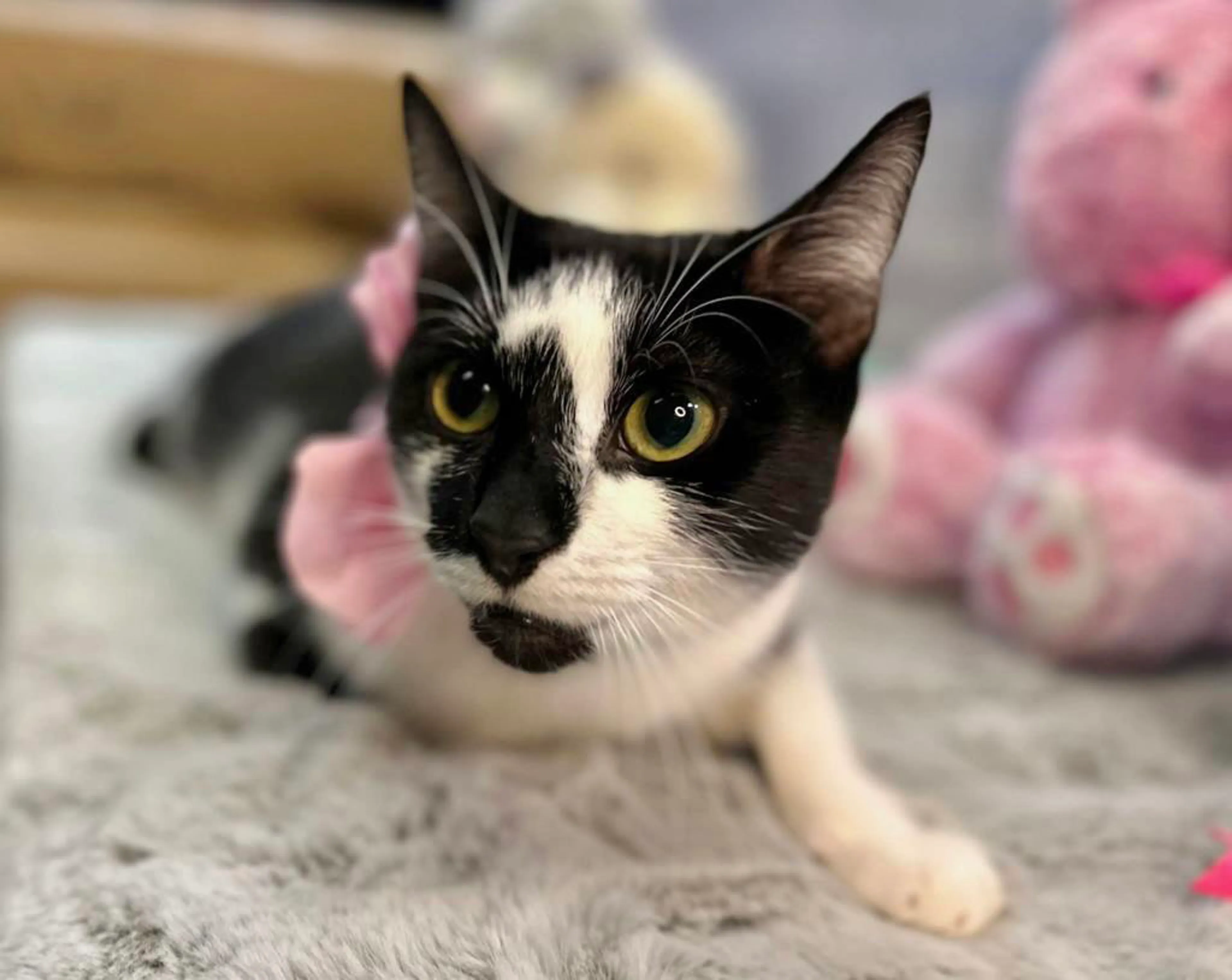 Found pet-2