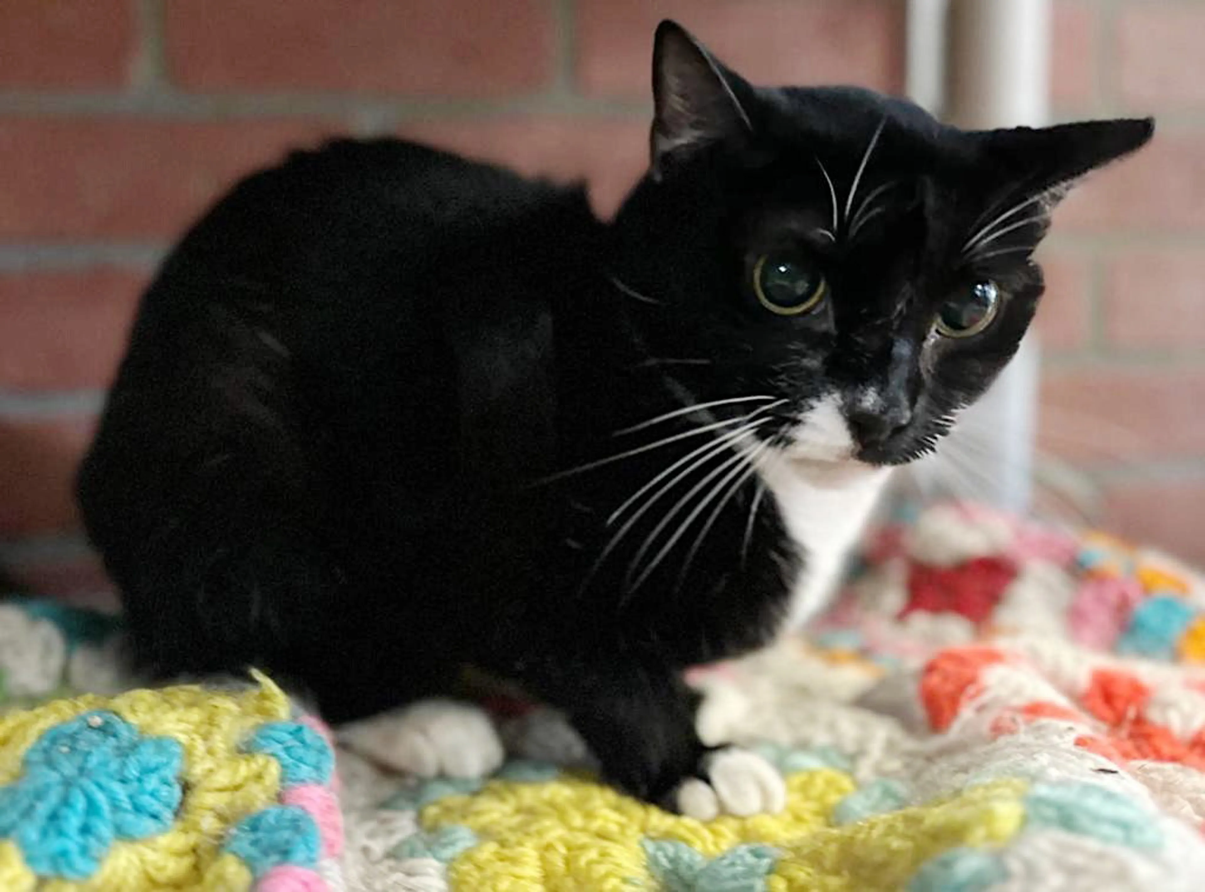 Found pet-2