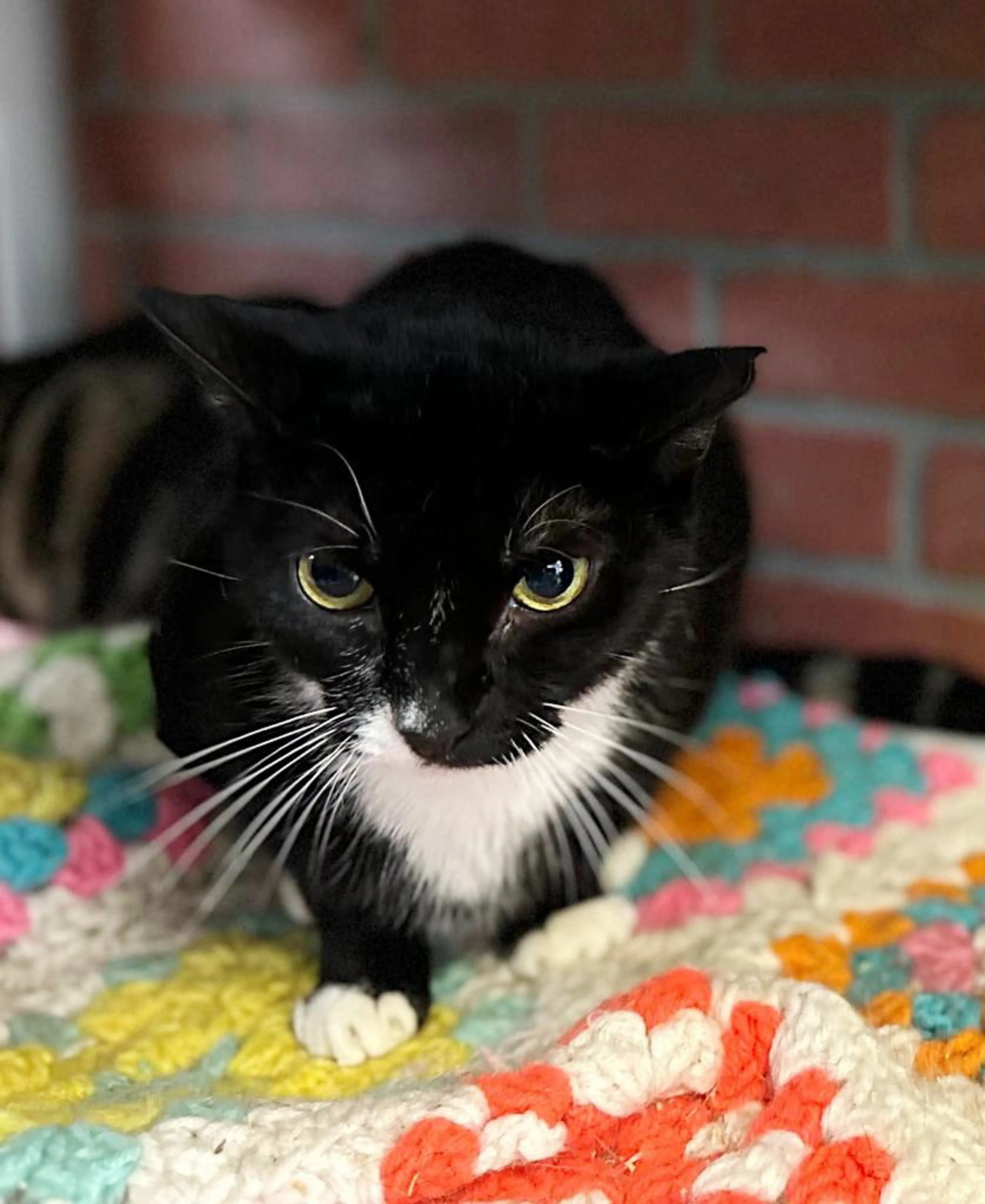 Found pet-3