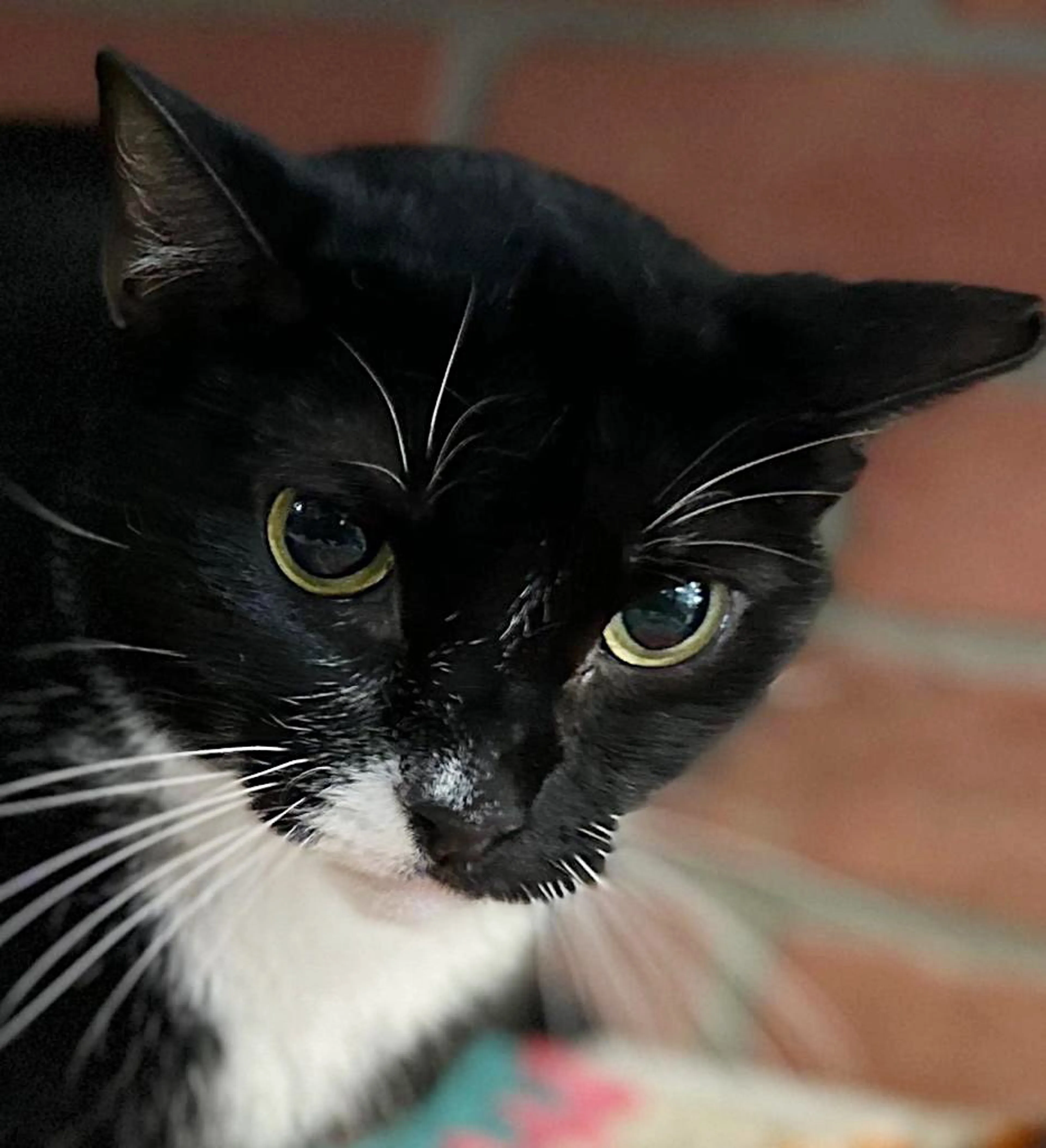 Found pet-1