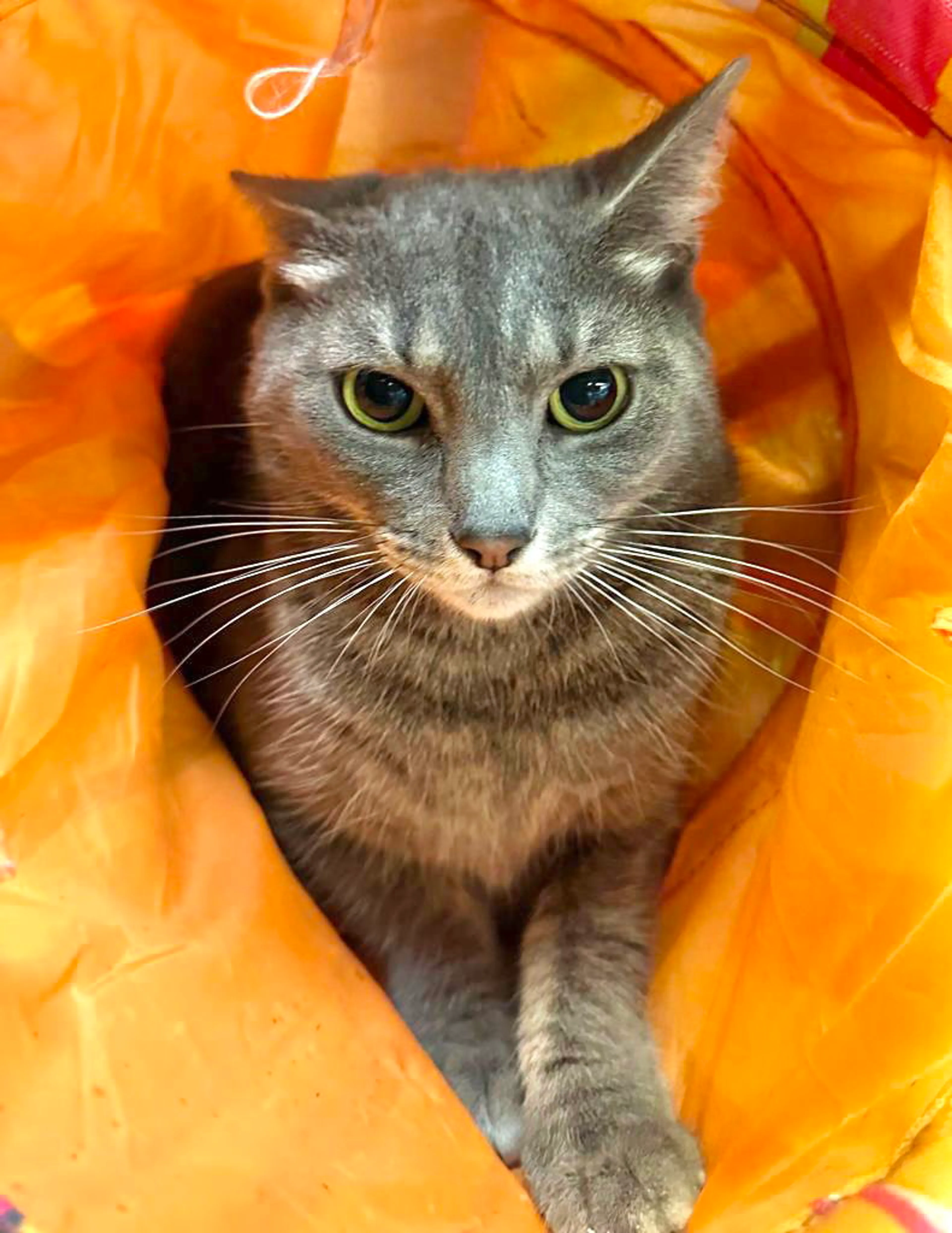 Found pet-5