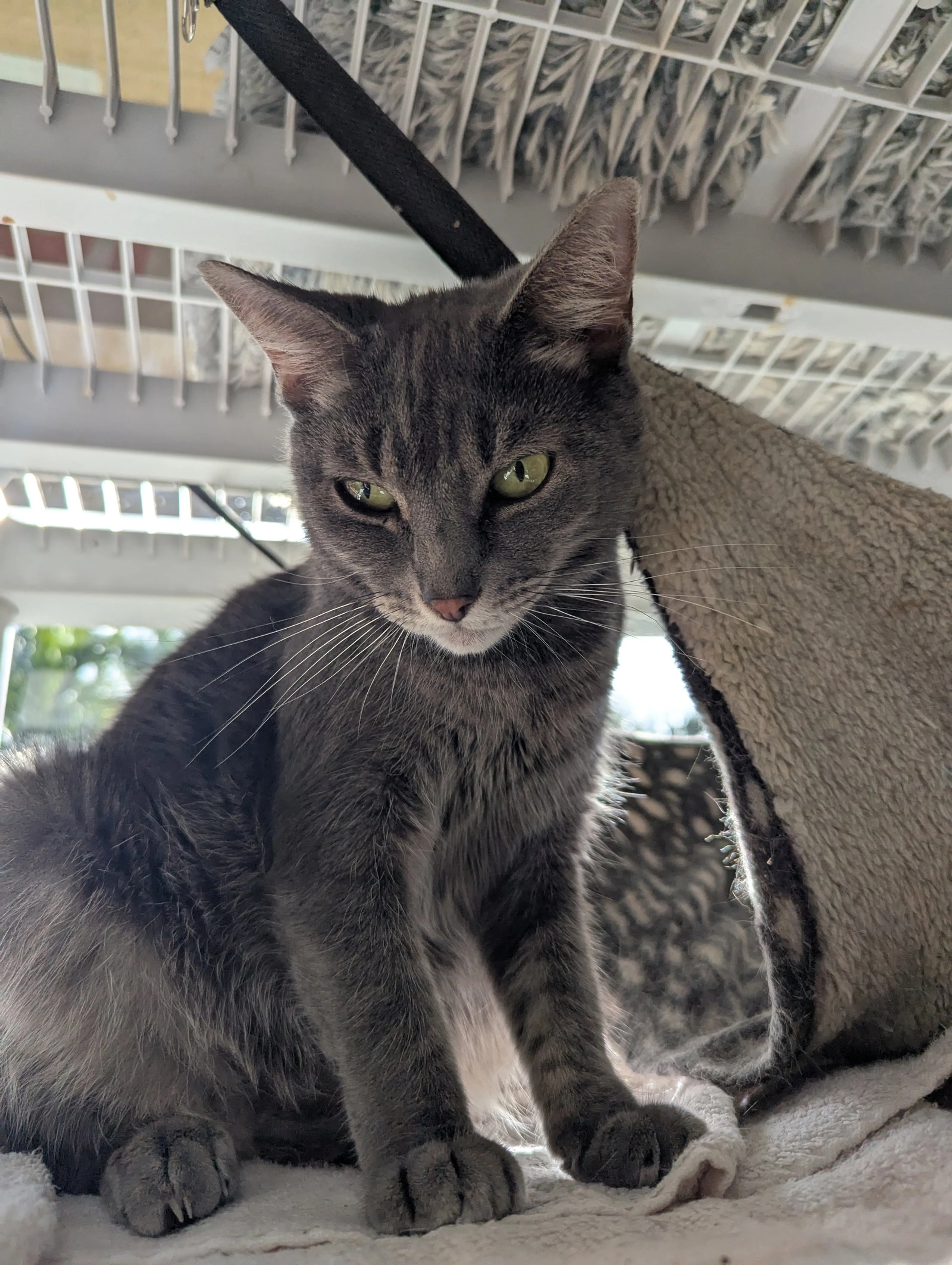 Found pet-7