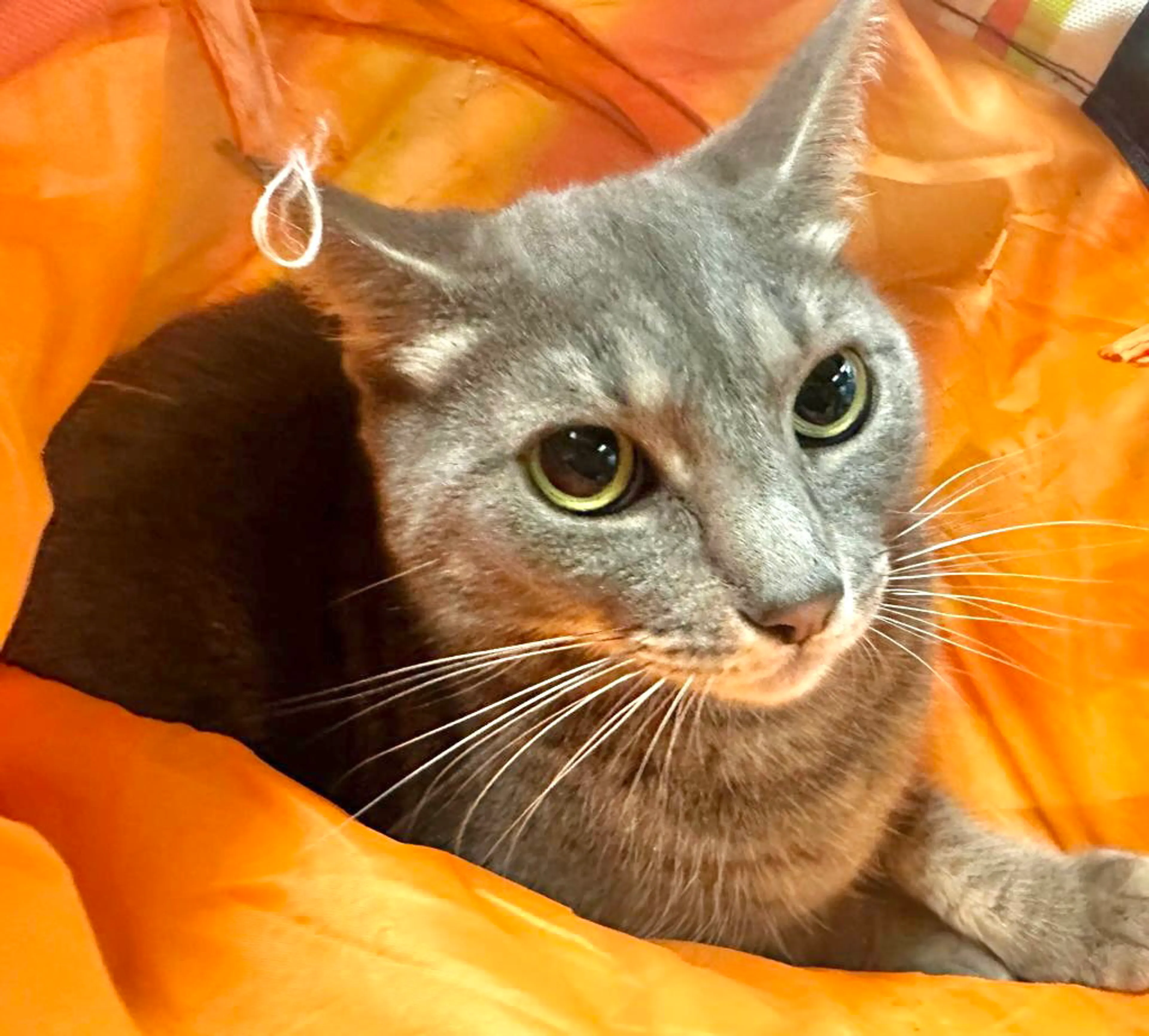 Found pet-3