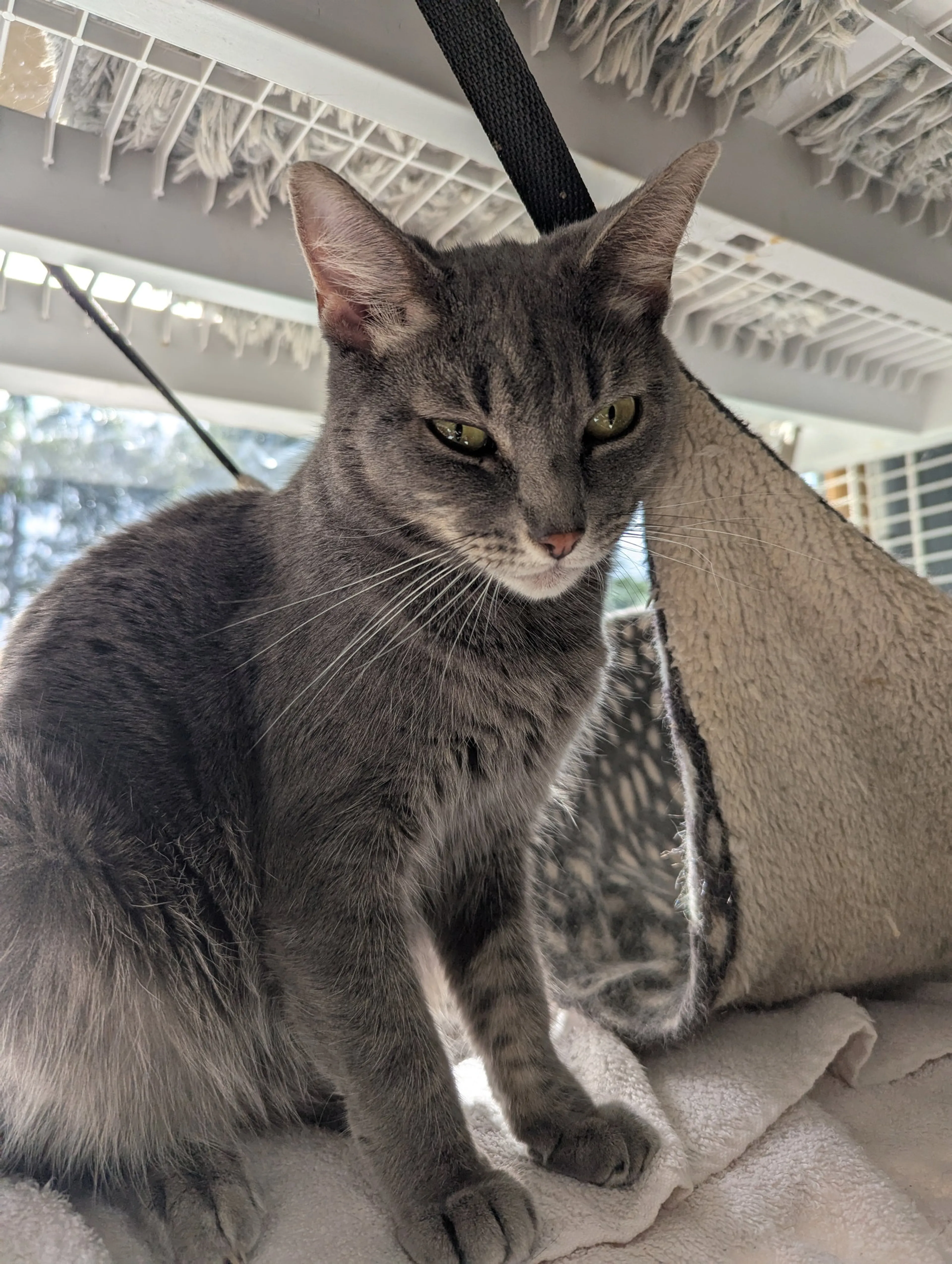 Found pet-8