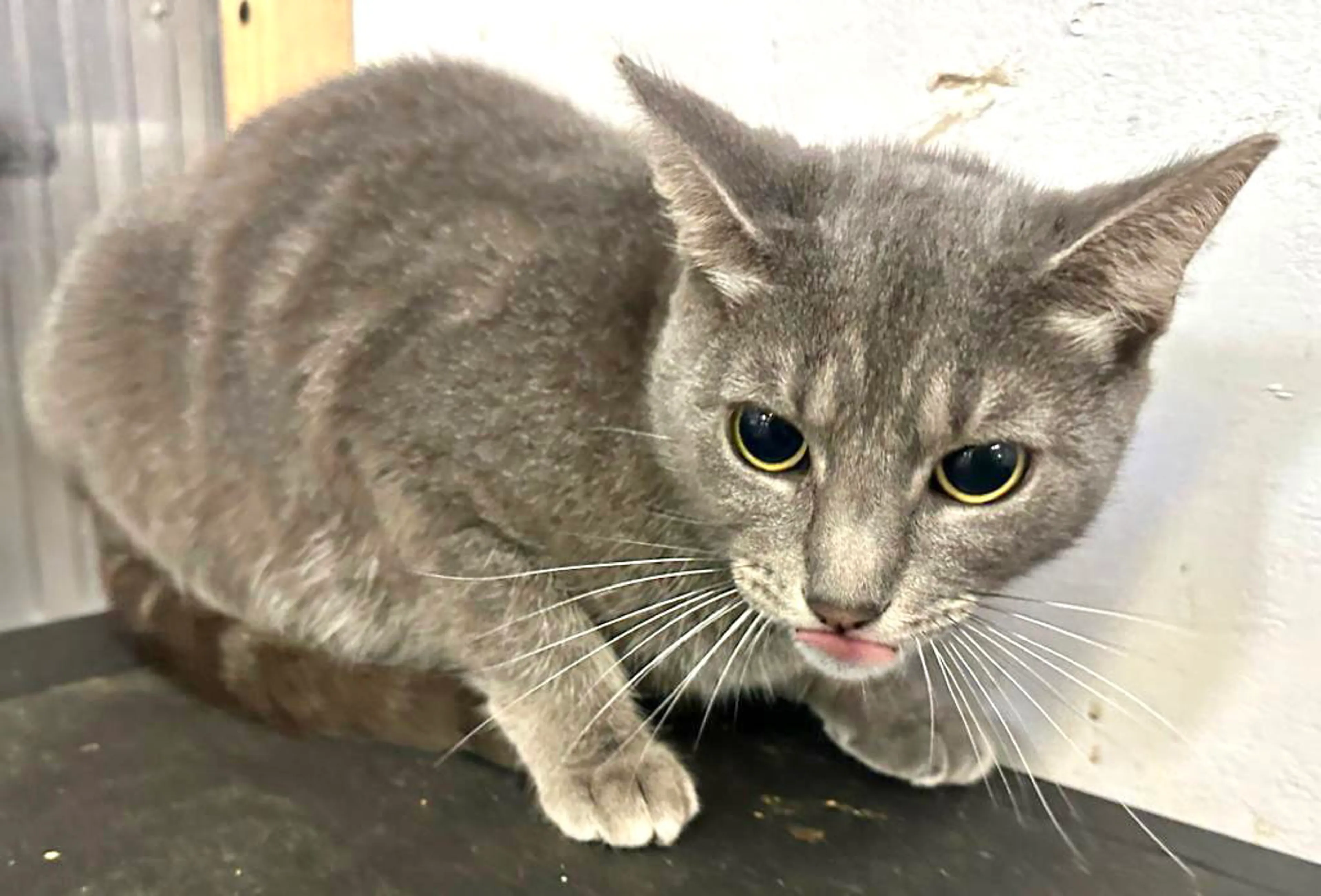 Found pet-6