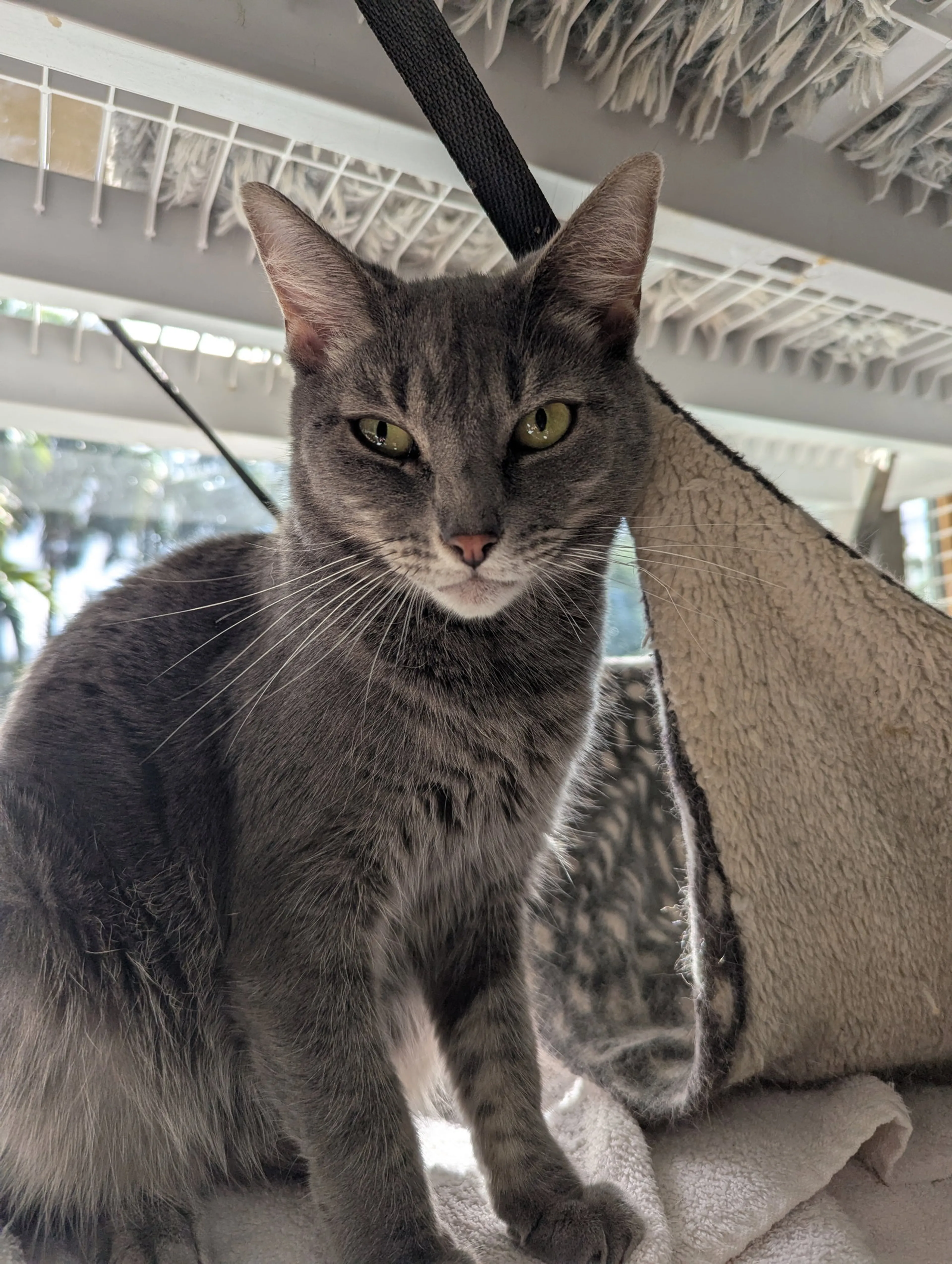 Found pet-9